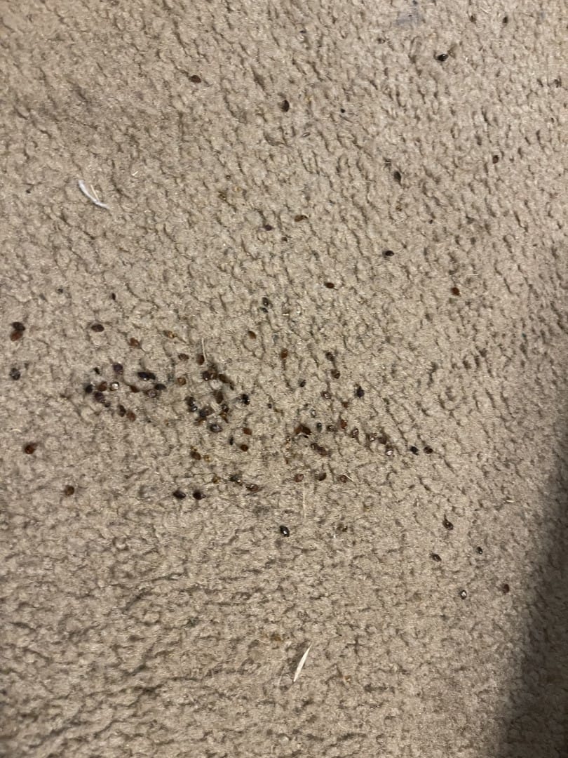 bed bug heat treatment in Nashville TN