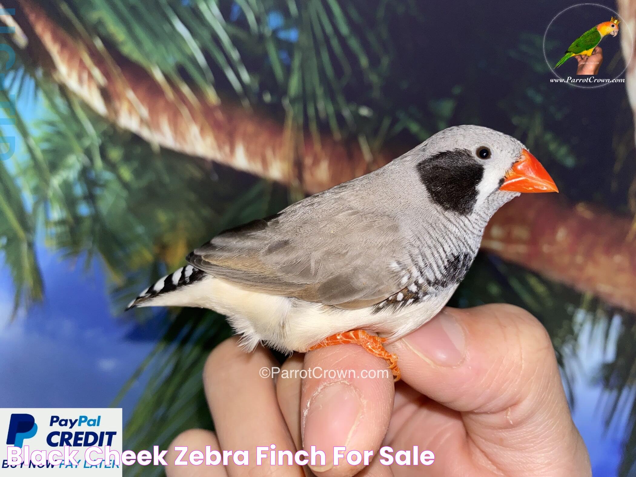 Black Cheek Zebra Finch for sale