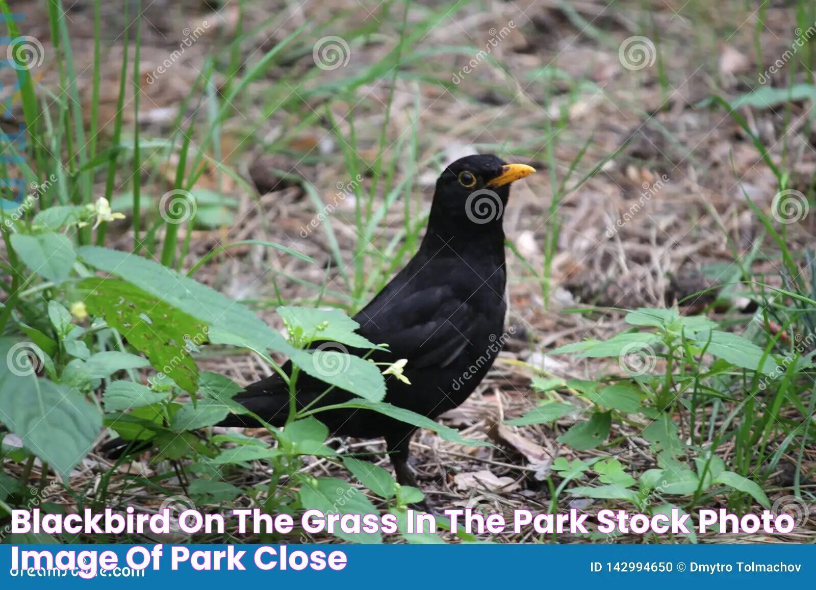 Blackbird on the Grass in the Park Stock Photo Image of park, close