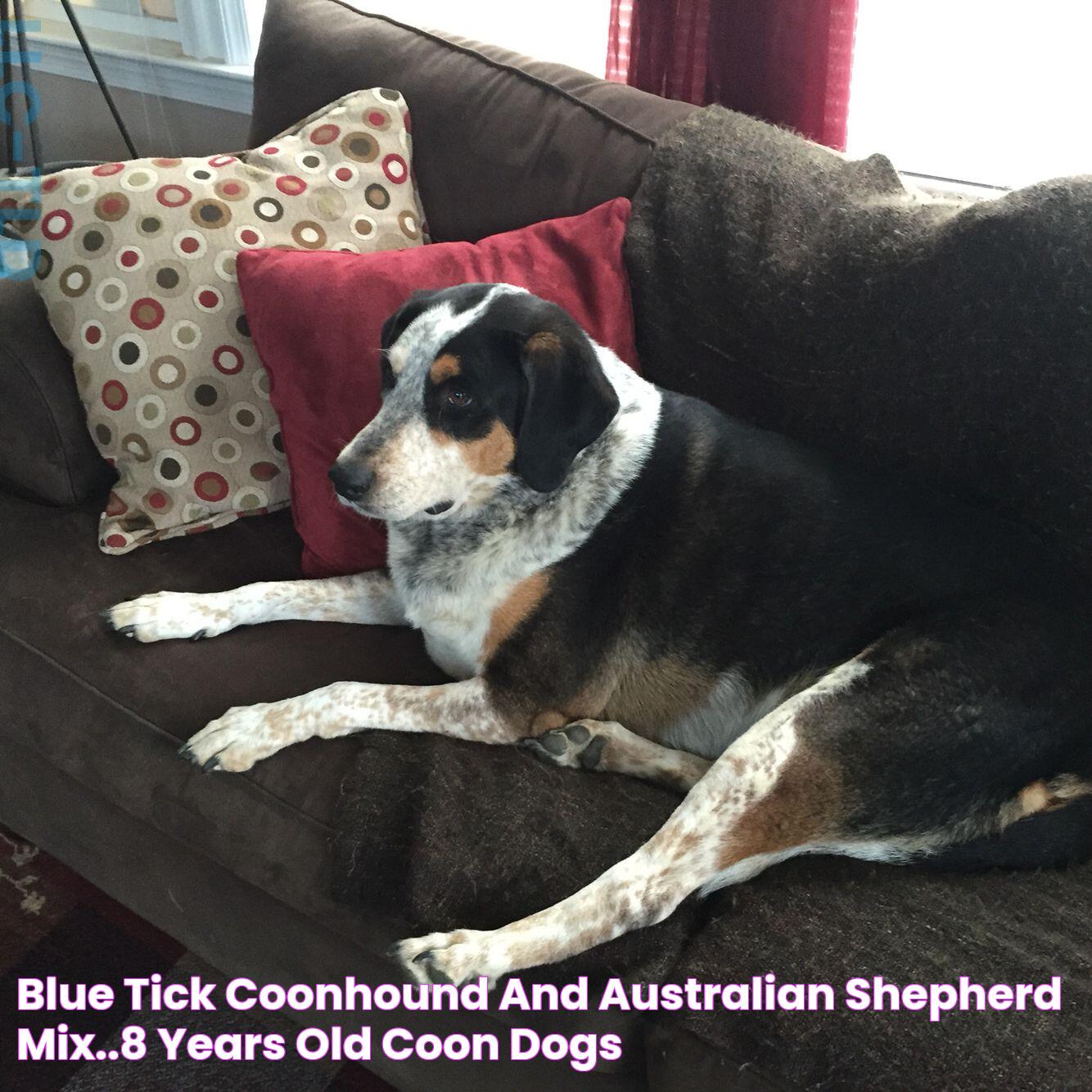 Ultimate Guide To The Blue Tick Coonhound: Breed Information, Care, And FAQs