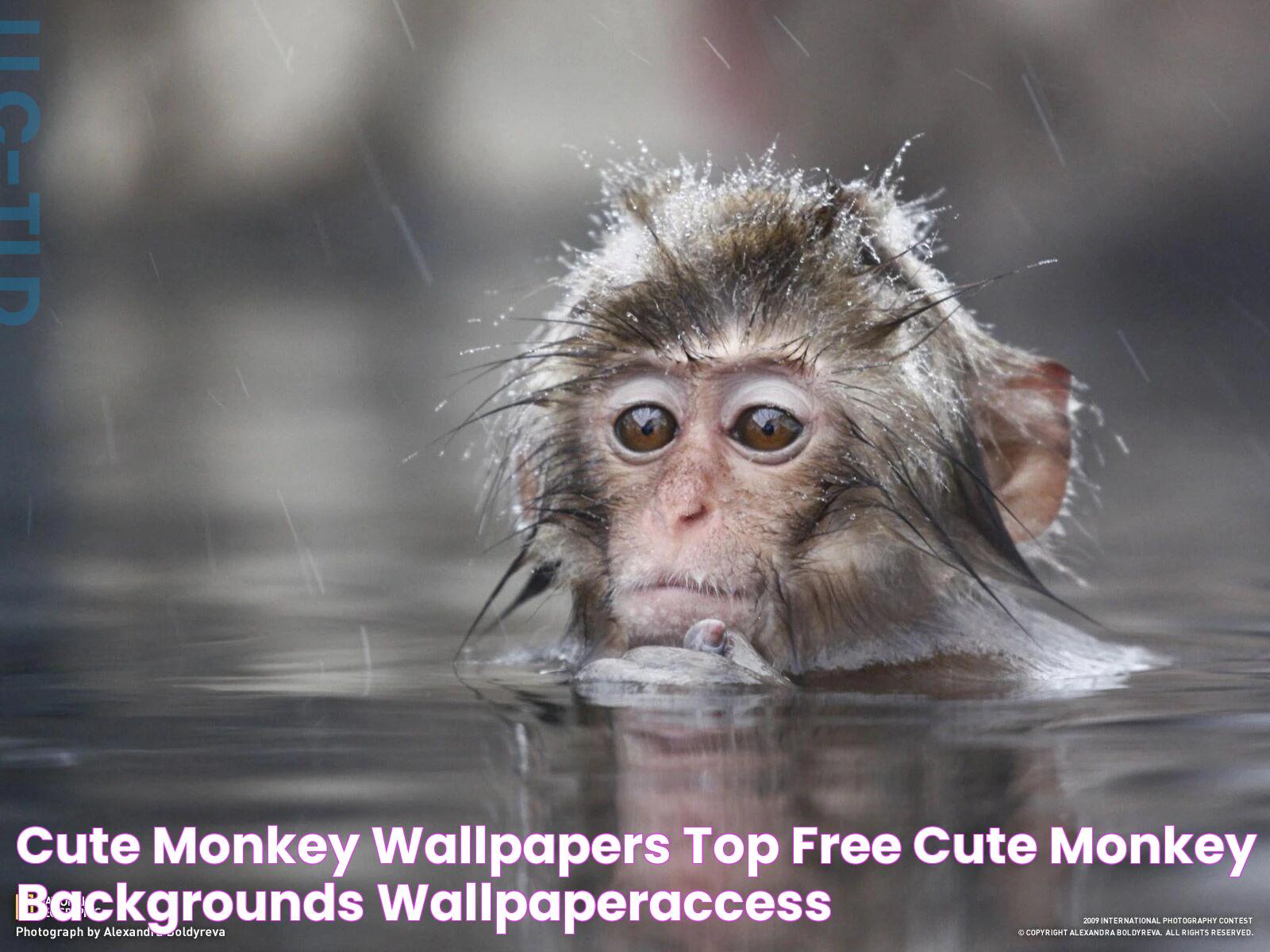 Cute Monkey Wallpapers Top Free Cute Monkey Backgrounds WallpaperAccess