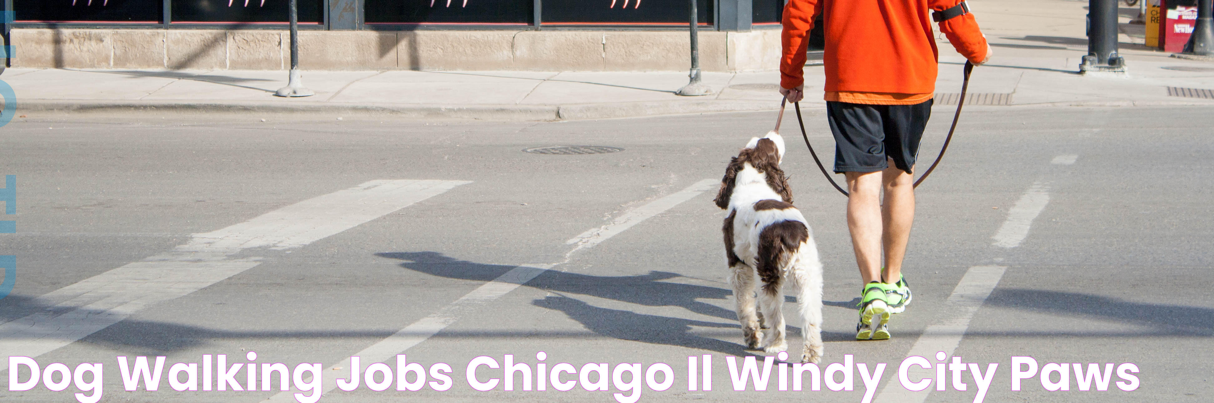 Dog Walking Jobs, Chicago, IL Windy City Paws