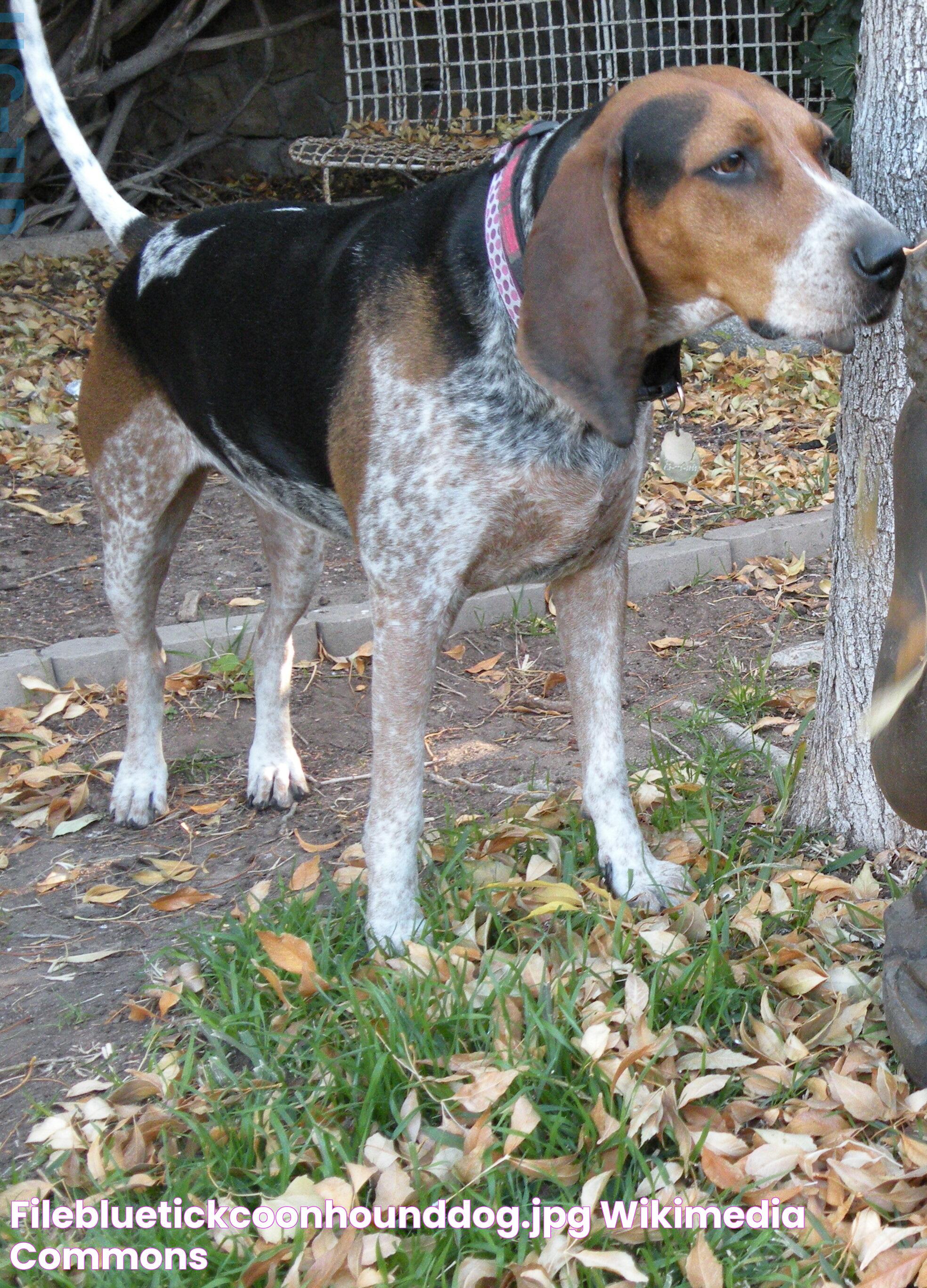 FileBluetickCoonhoundDog.jpg Wikimedia Commons