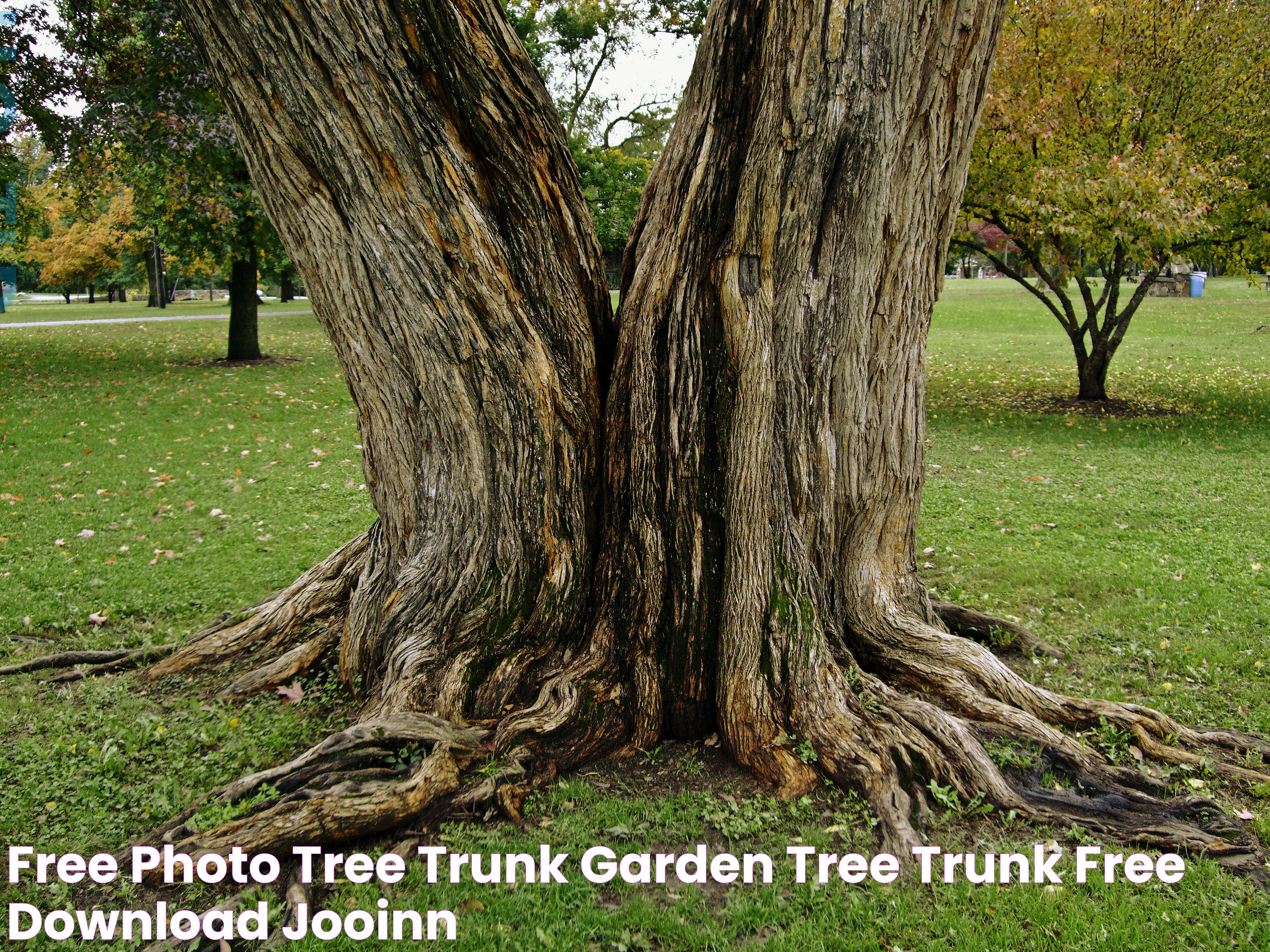 Free photo Tree Trunk Garden, Tree, Trunk Free Download Jooinn