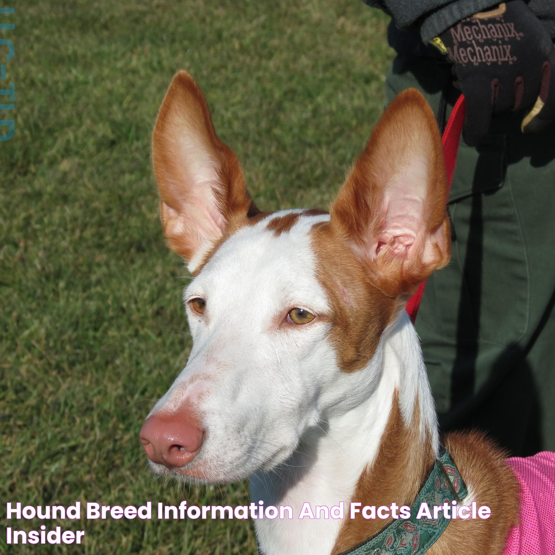 Hound Breed Information and Facts Article Insider