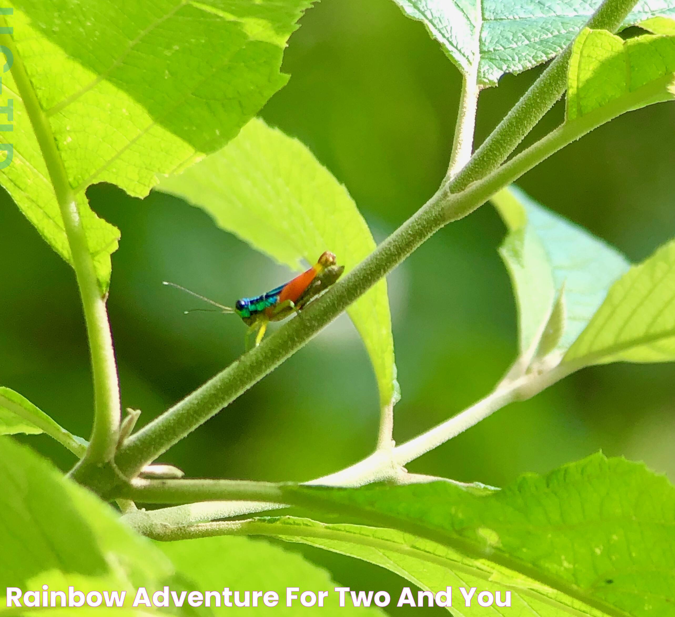 Rainbow Adventure For Two and You