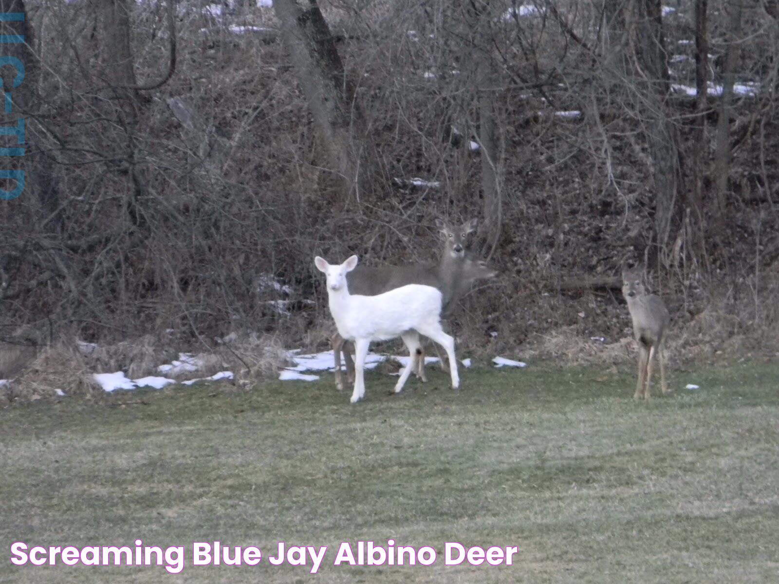 Screaming Blue Jay ALBINO DEER!!!