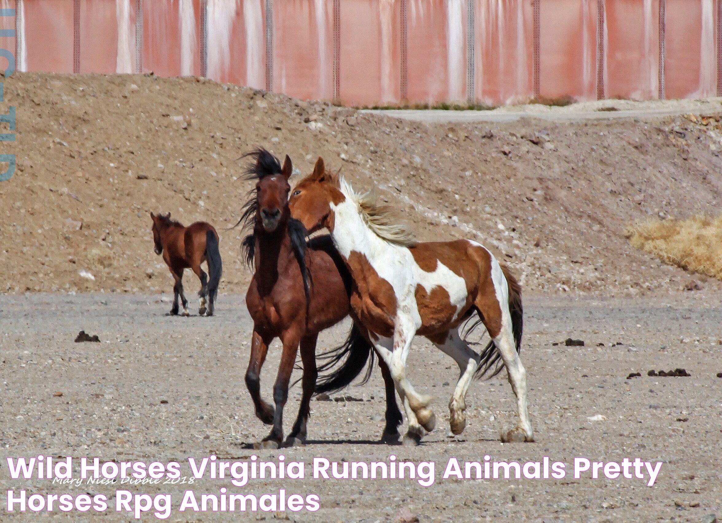 Wild Horses, Virginia, Running, Animals, Pretty Horses, Rpg, Animales