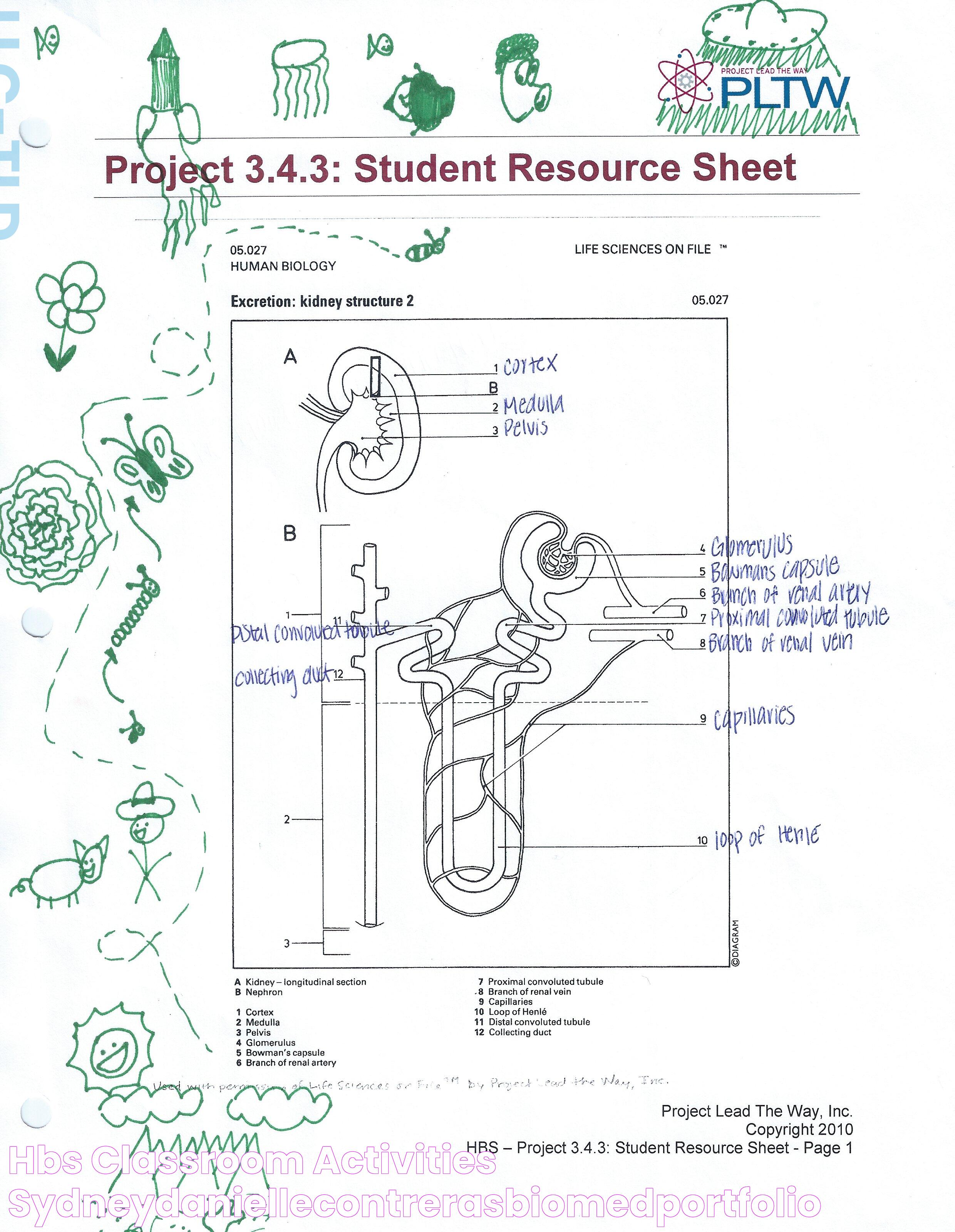 HBS classroom activities SydneyDanielleContrerasBiomedPortfolio