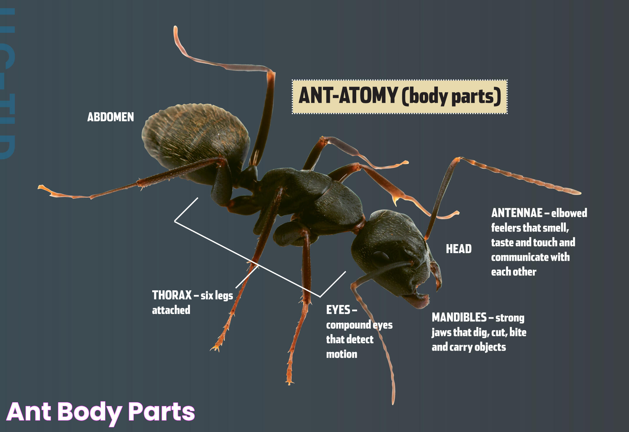 Types Of Ants: A Comprehensive Overview