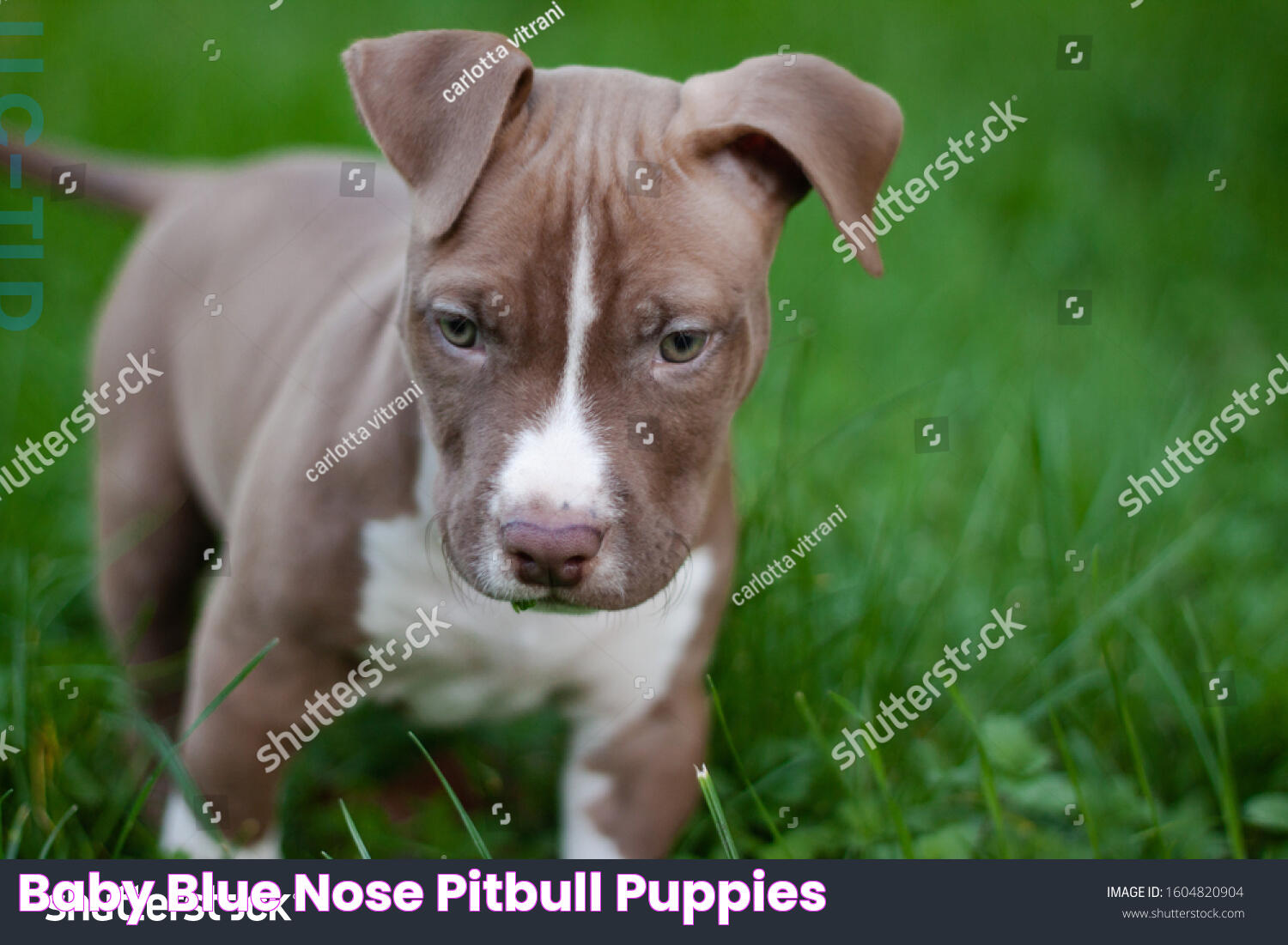 Baby Blue Nose Pitbull Puppies