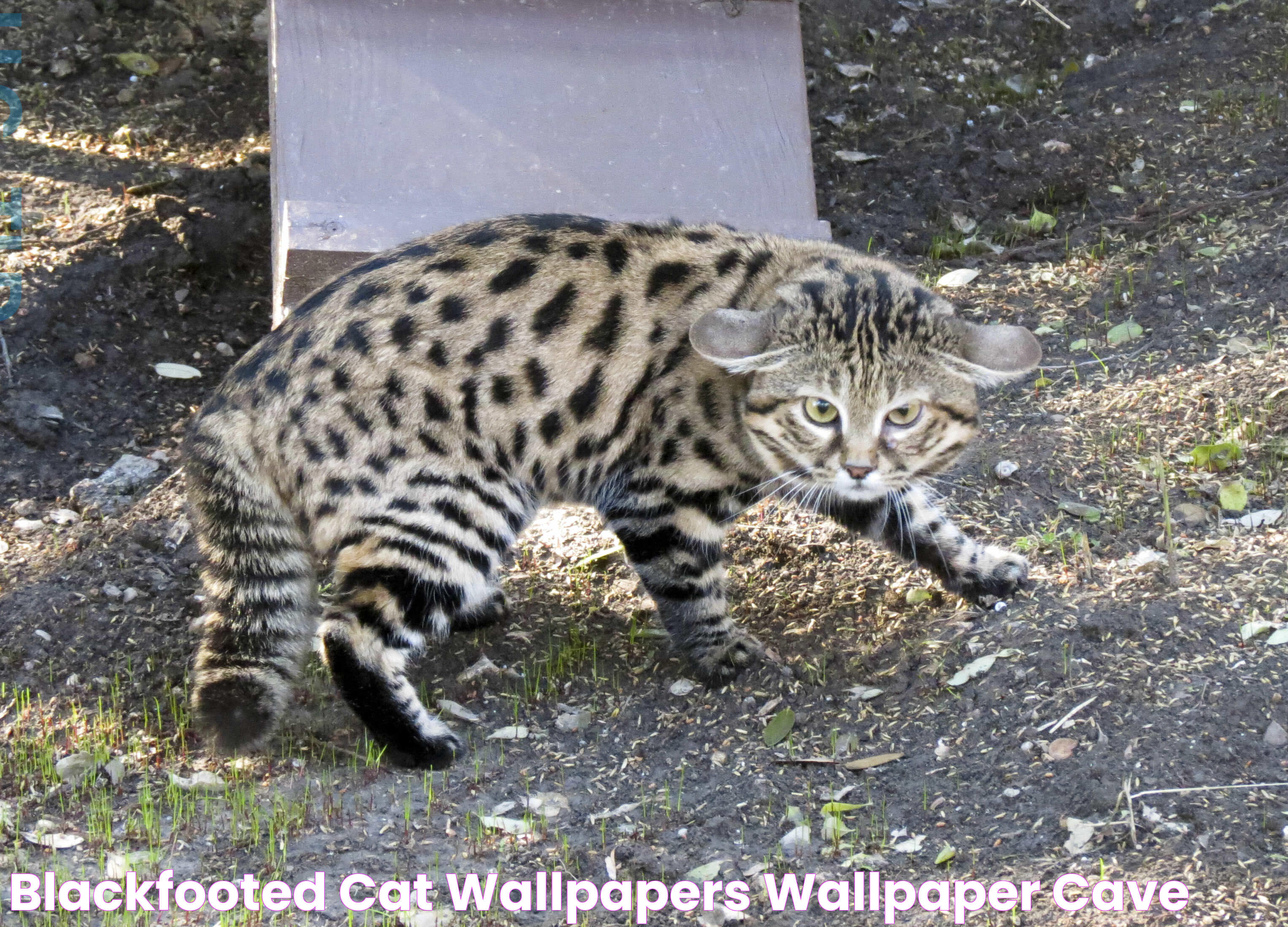 Black Footed Cat: Nature's Miniature Predator Unveiled