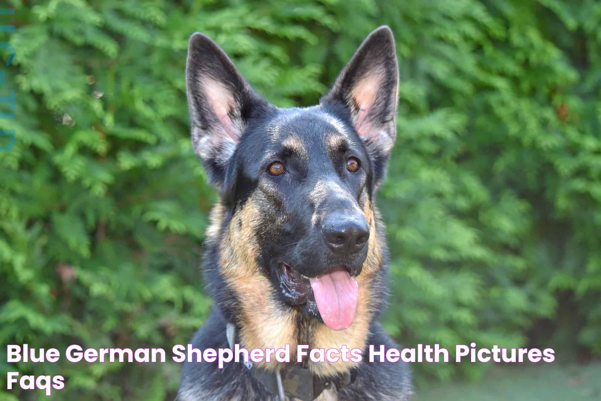 Blue German Shepherd Facts, Health, Pictures & FAQs