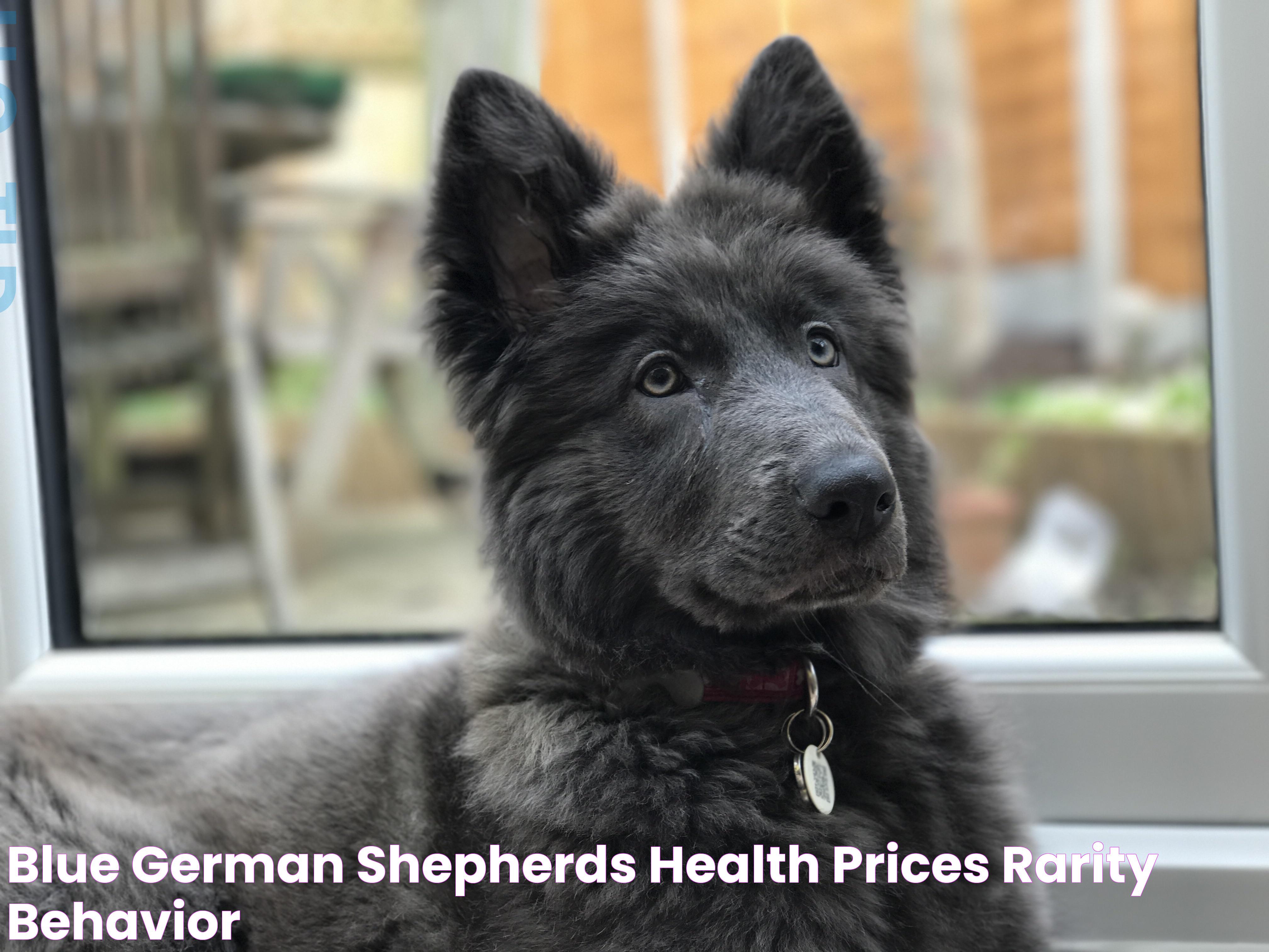 All You Need To Know About The Blue German Shepherd: Traits, Training, And More