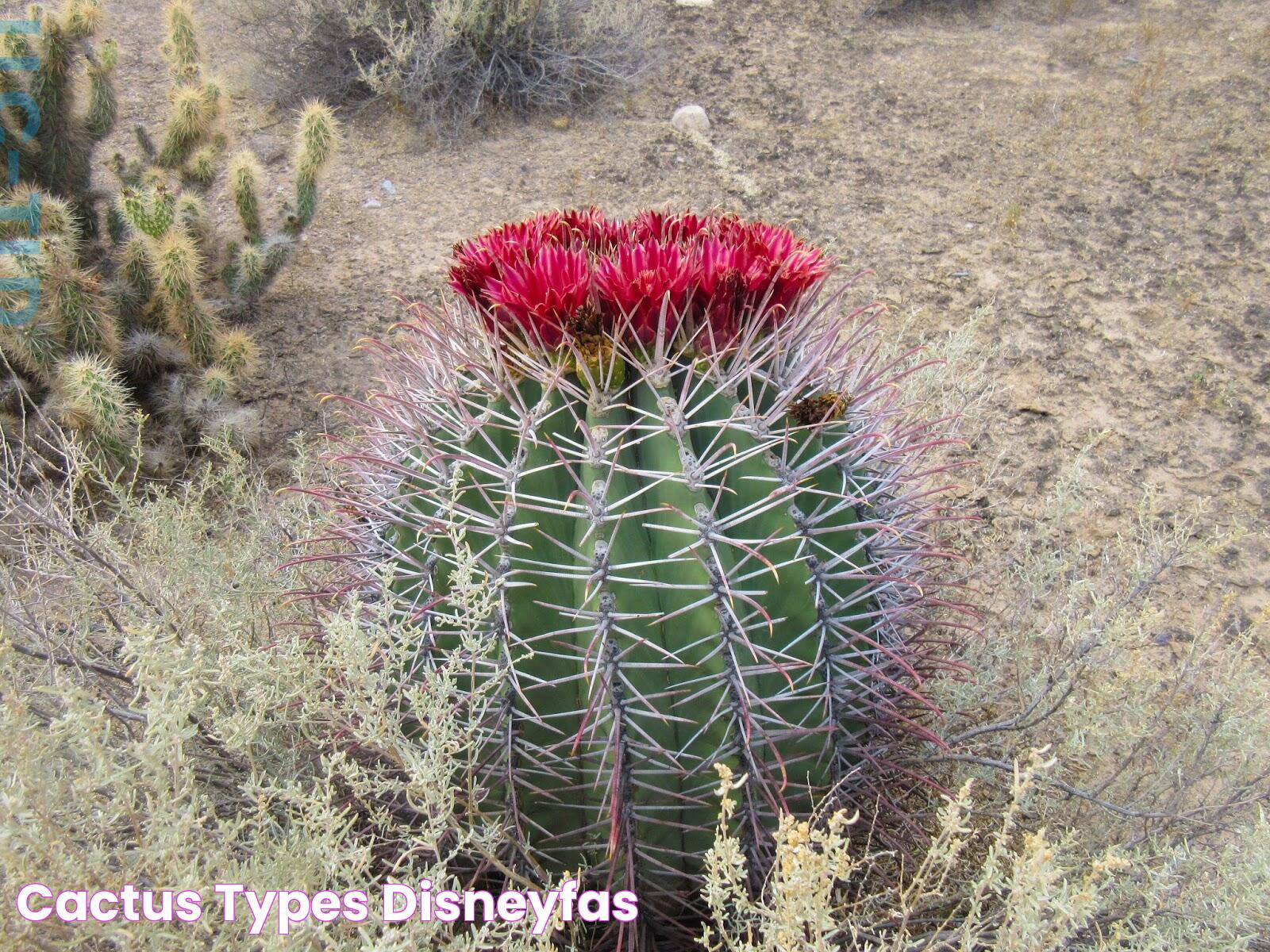 Guide To Different Types Of Cactus: Varieties, Care, And Benefits