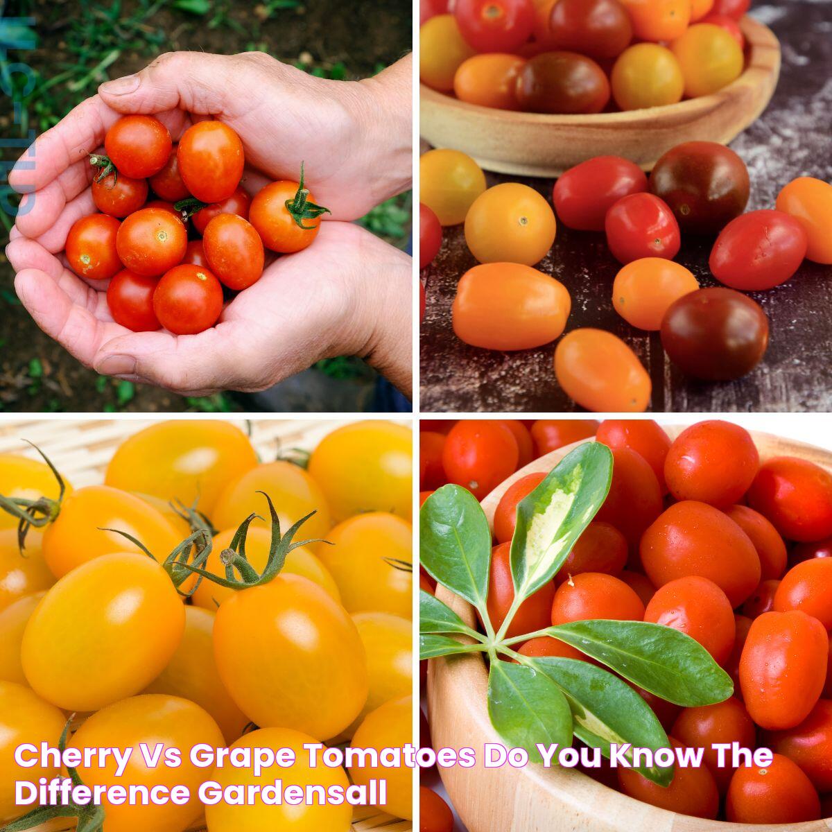 Cherry vs Grape Tomatoes Do You Know the Difference? GardensAll