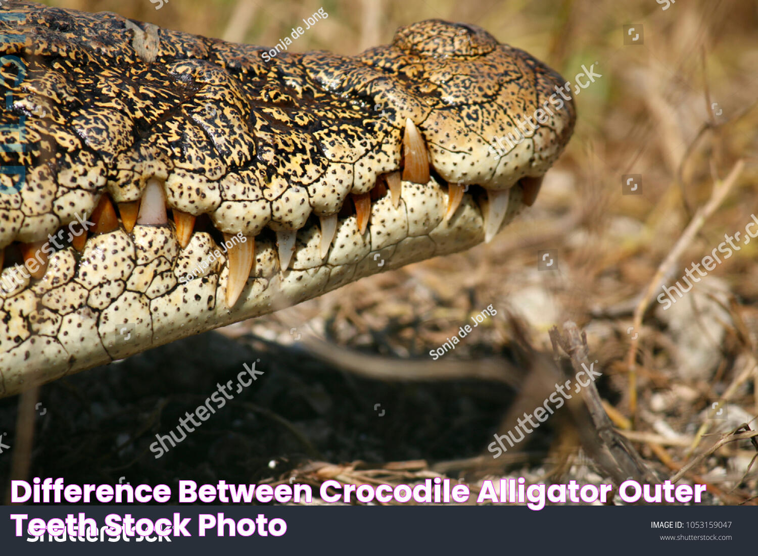 Difference Between Crocodile Alligator Outer Teeth Stock Photo