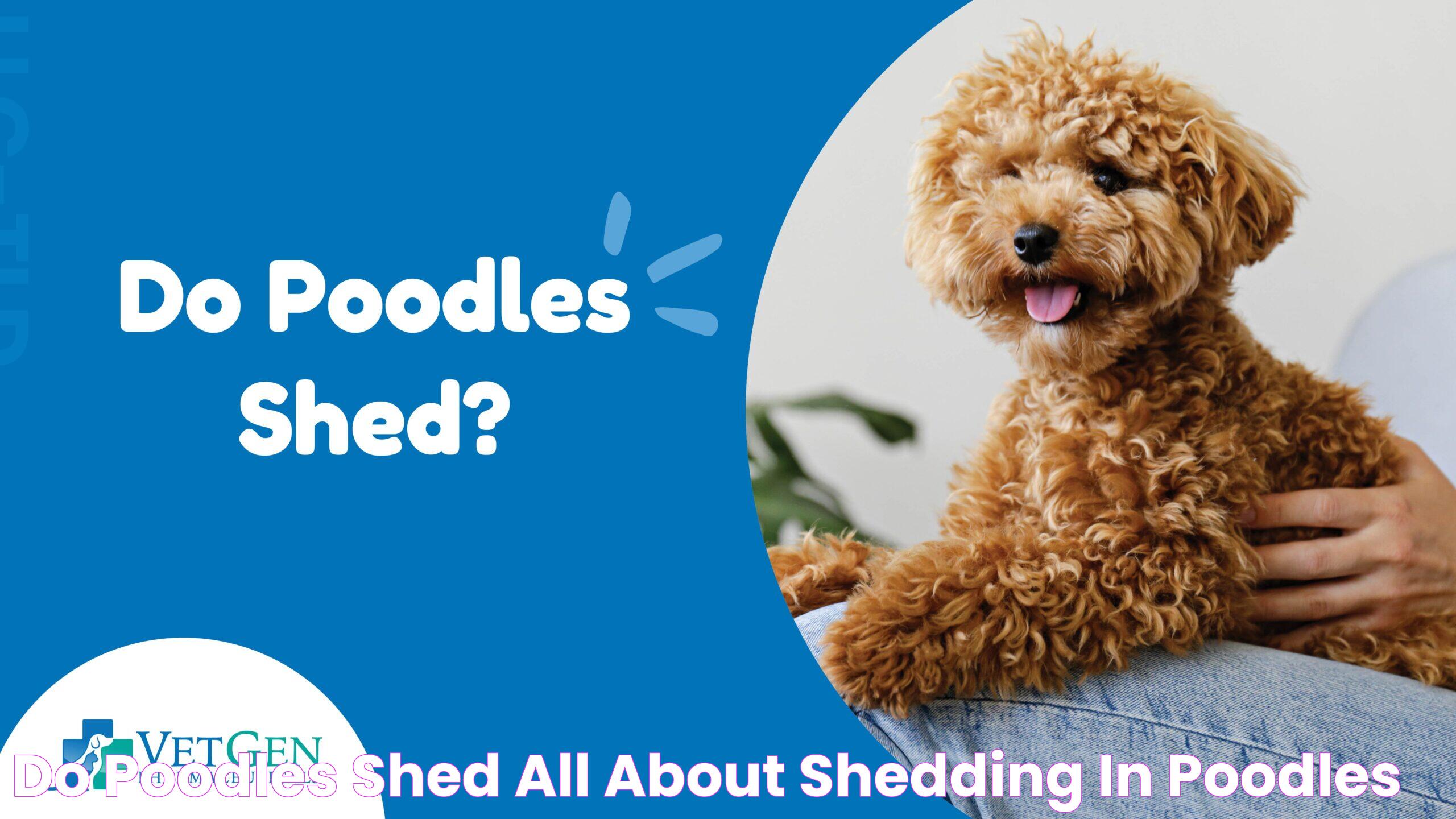 Do Poodles Shed? All About Shedding in Poodles