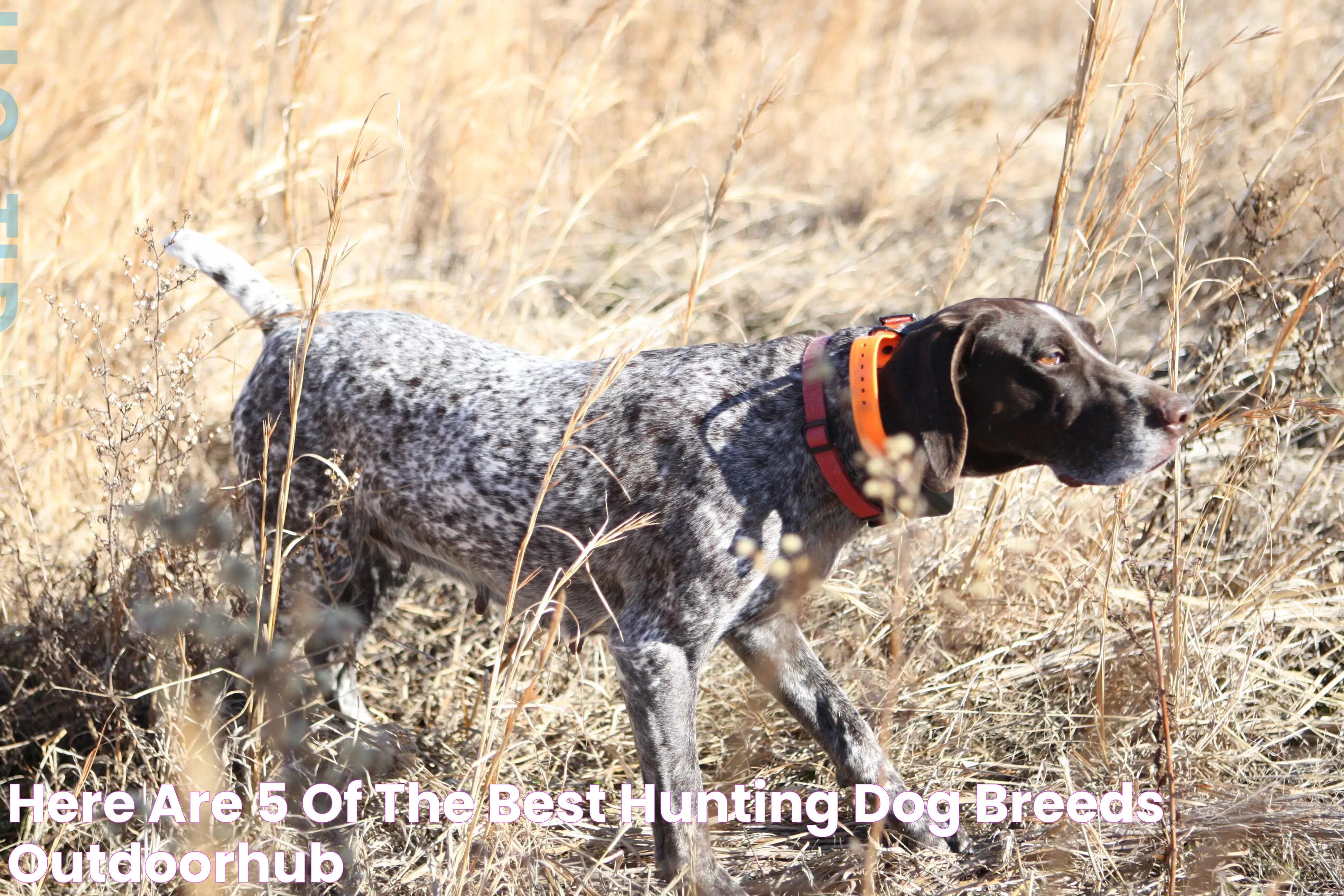 Top Hunting Dog Breeds: A Guide To Your Perfect Companion