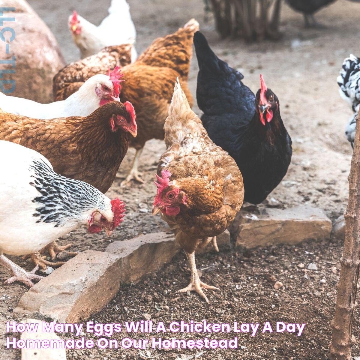 How Many Eggs Can A Chicken Lay A Day: Secrets To Egg Production