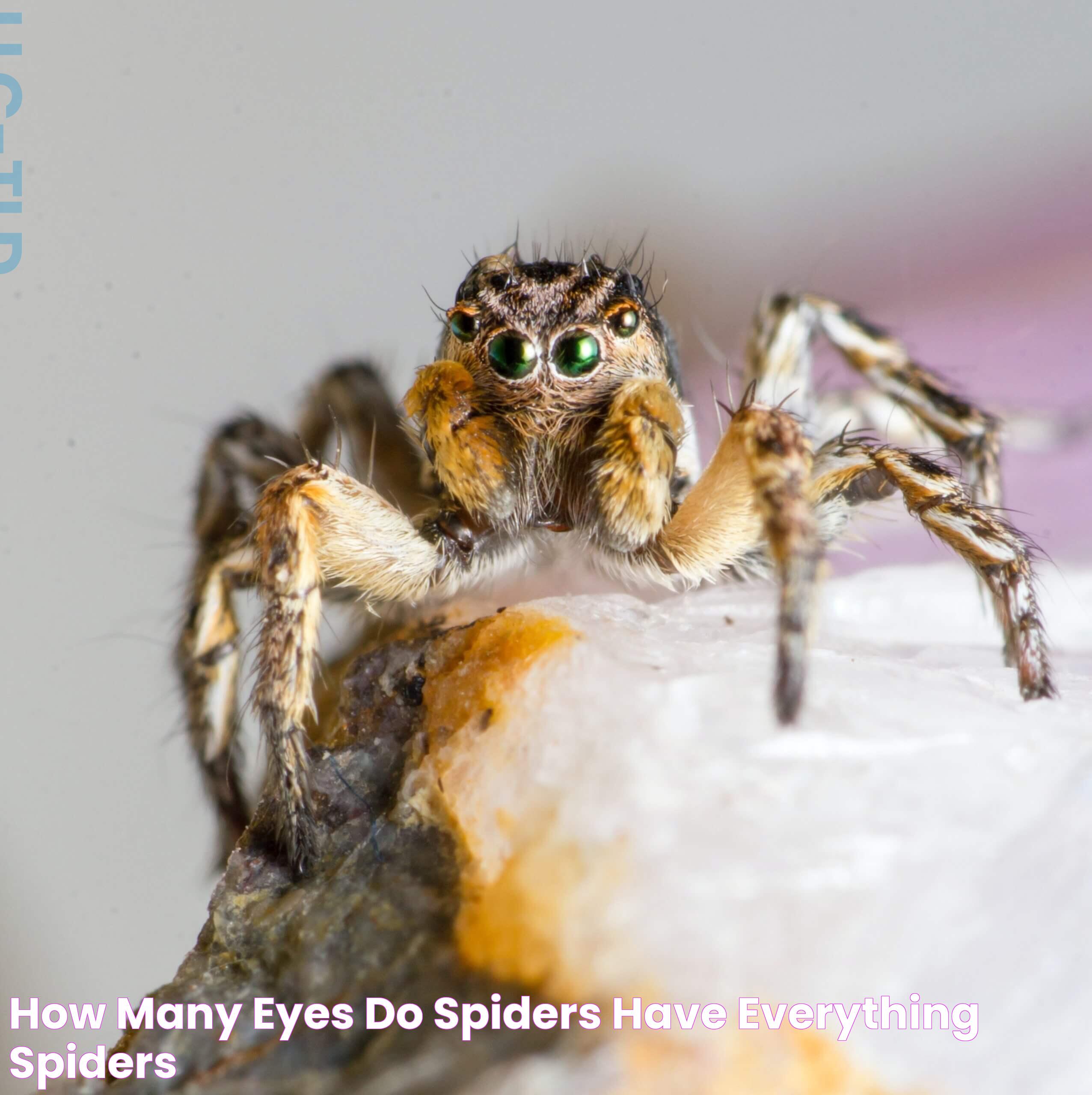 Curious Minds: How Many Eyes Do Spiders Have?