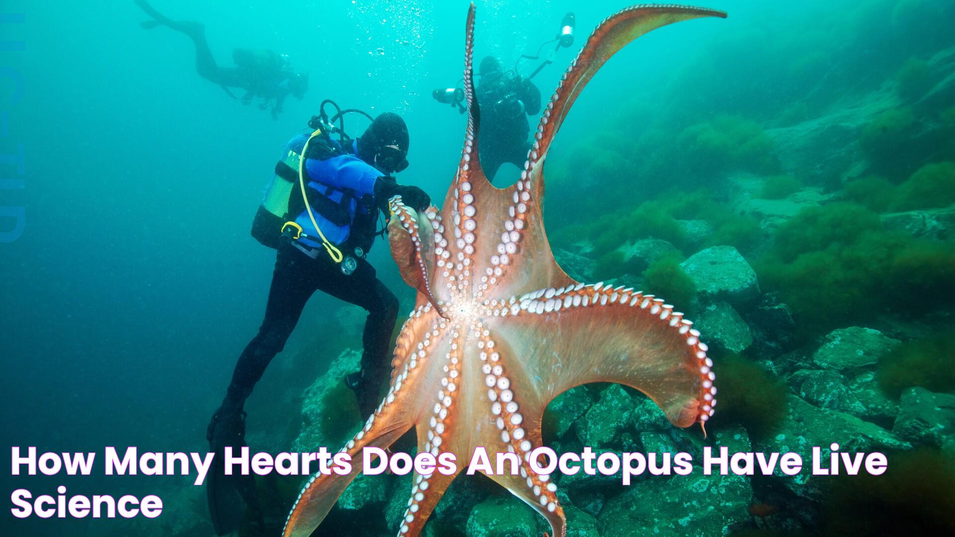 How many hearts does an octopus have? Live Science