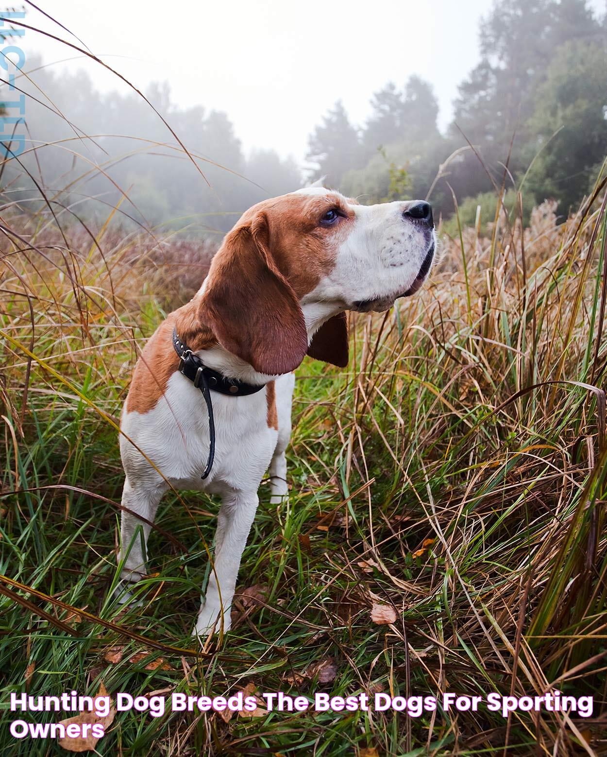 Hunting Dog Breeds The Best Dogs For Sporting Owners