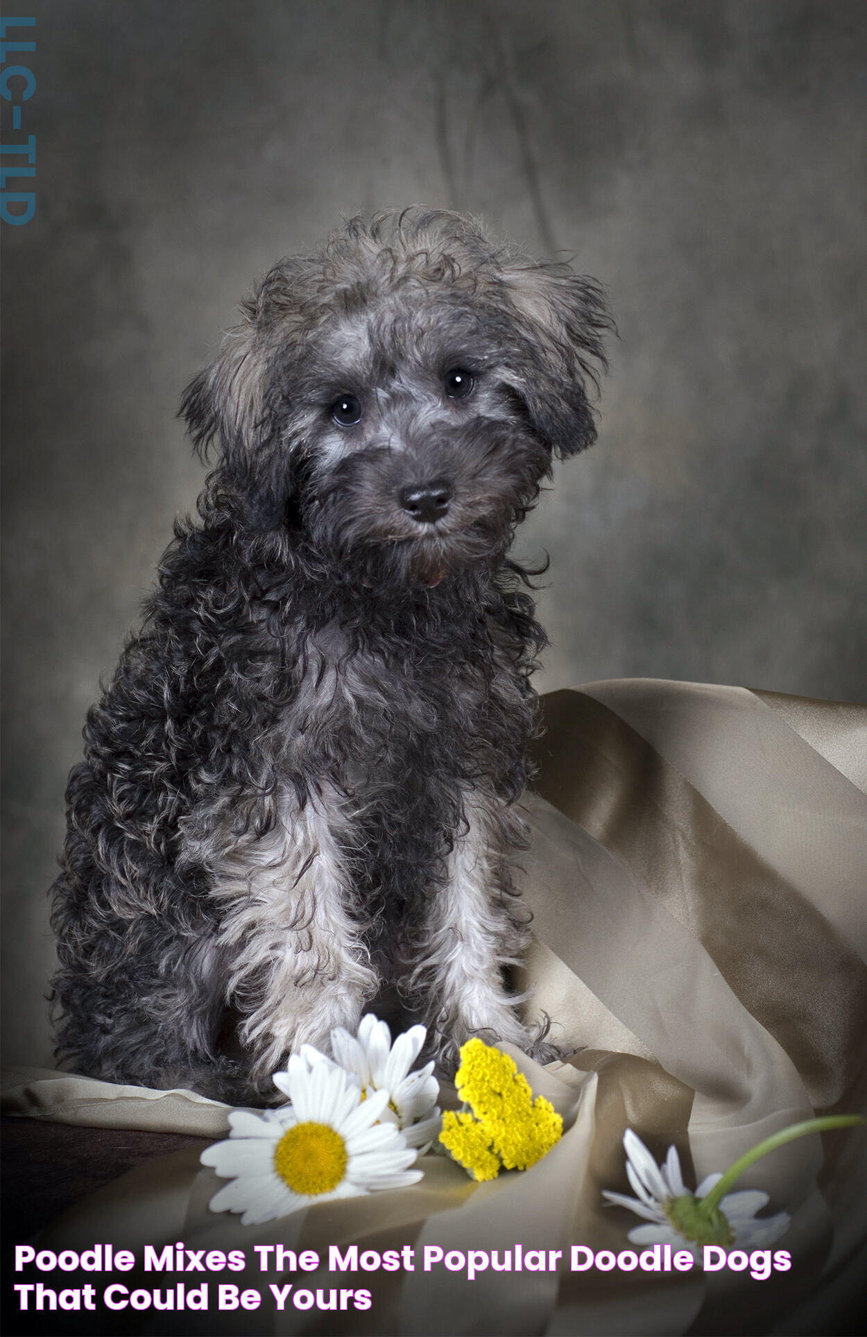 Charming Poodle Mixes: Diversity In Doodles