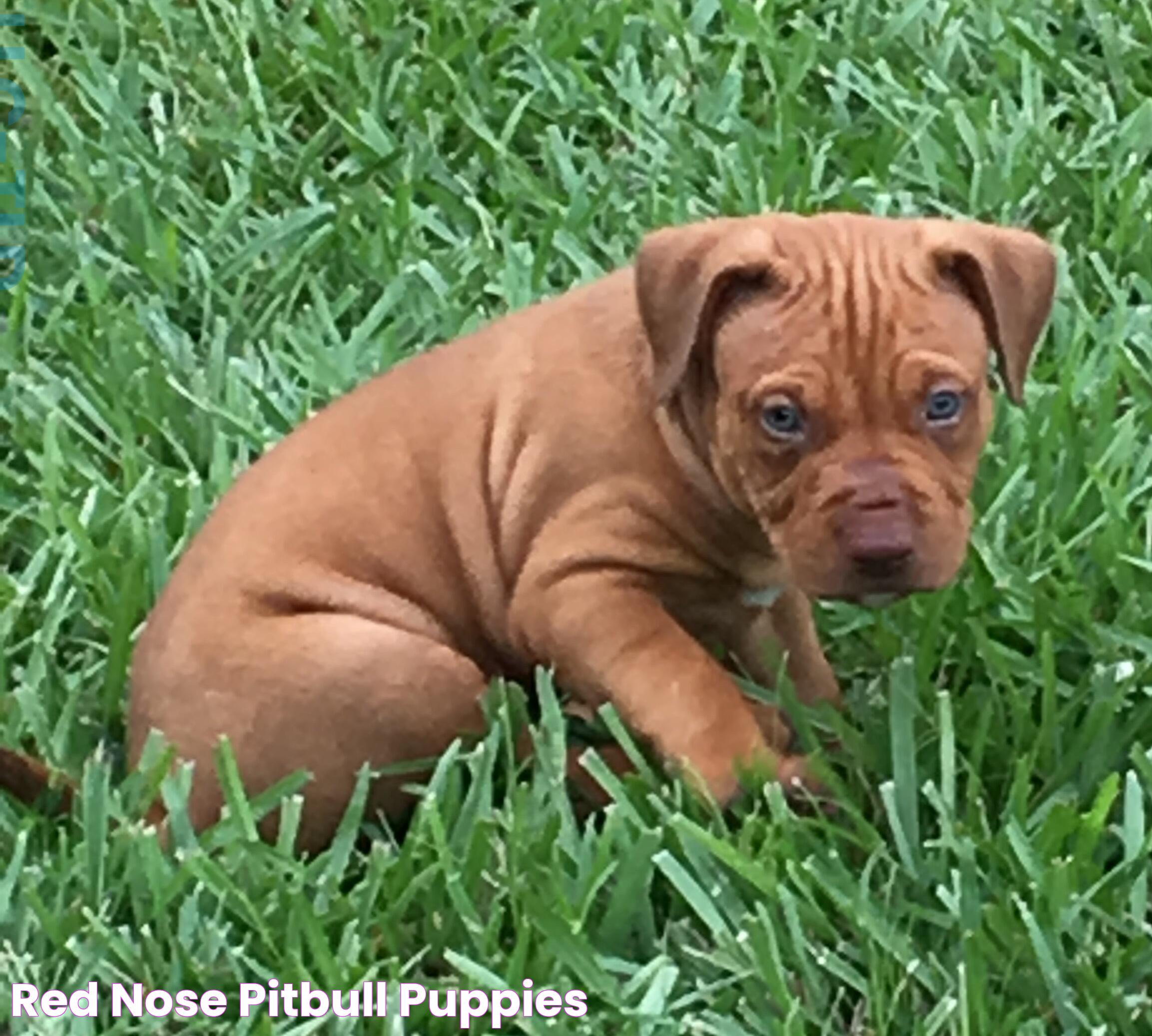 Finding Your Perfect Companion: Blue Nose Pitbull Puppies For Sale