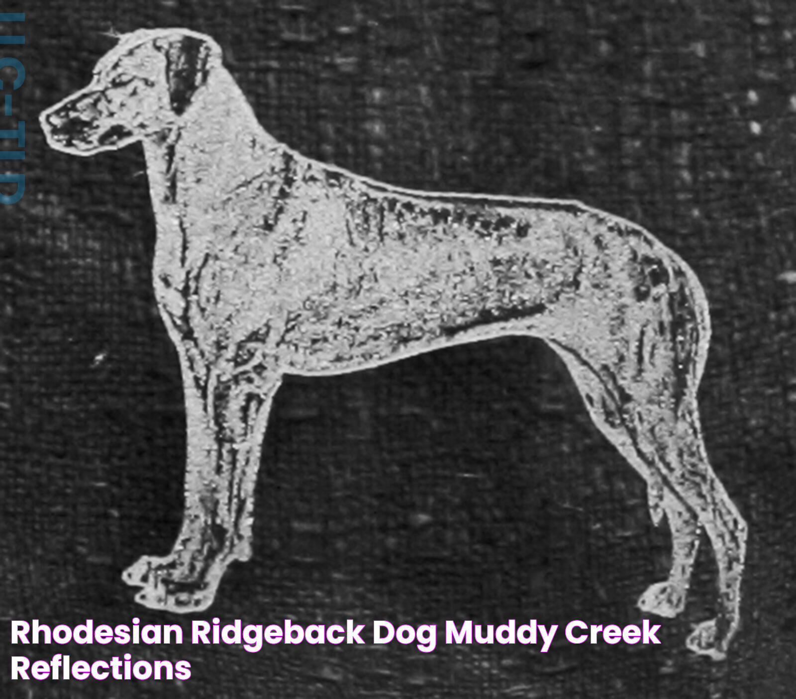 Ridgeback Dog: A Friendly And Loyal Companion