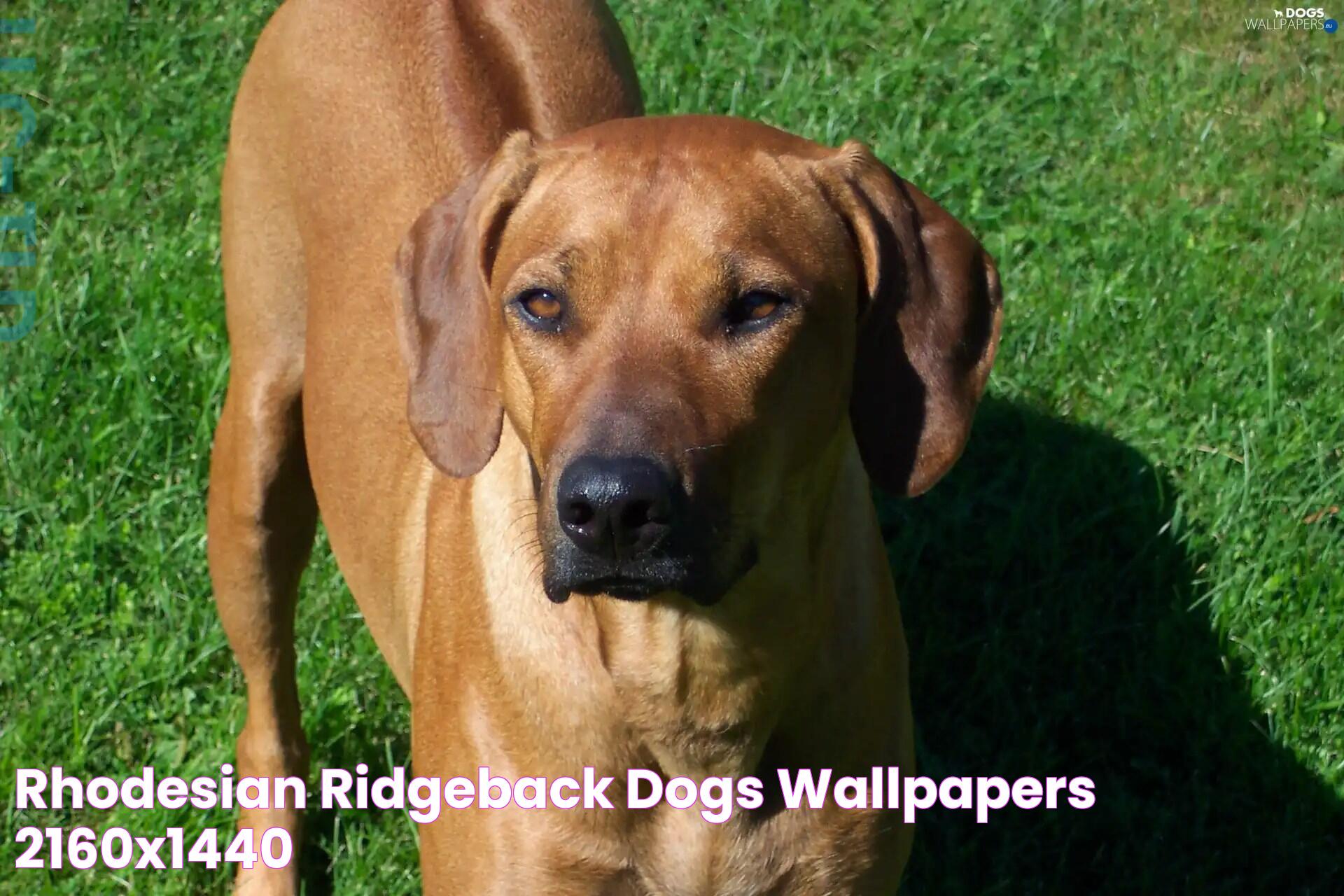 Rhodesian ridgeback Dogs wallpapers 2160x1440