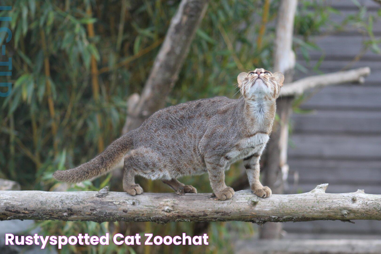 RustySpotted Cat ZooChat