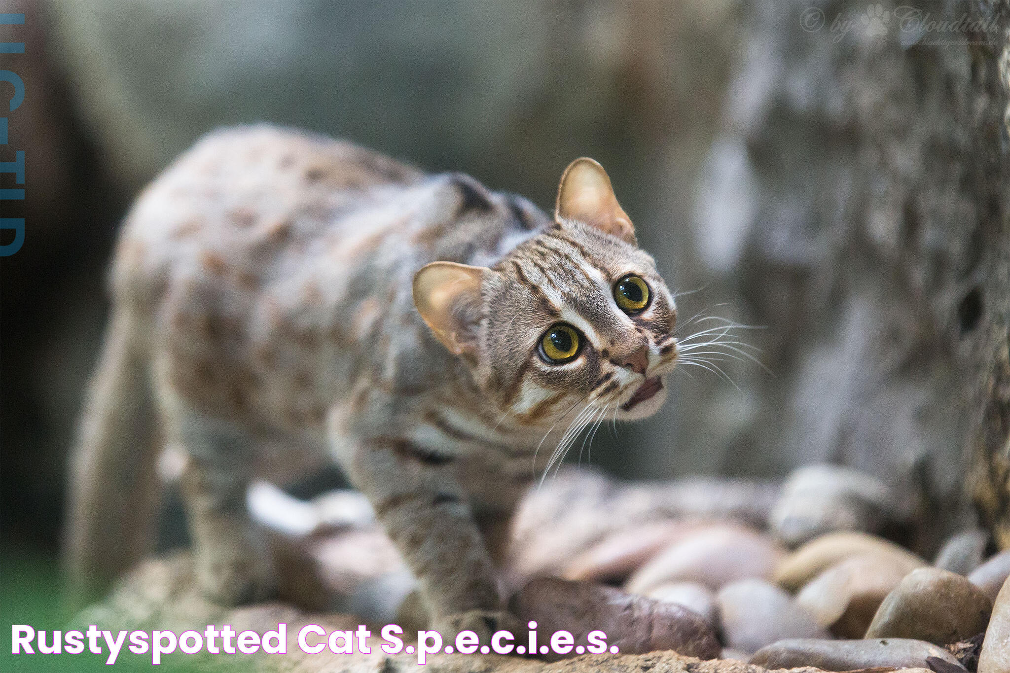 Exquisite Rusty Spotted Cat For Sale: The World's Smallest Feline