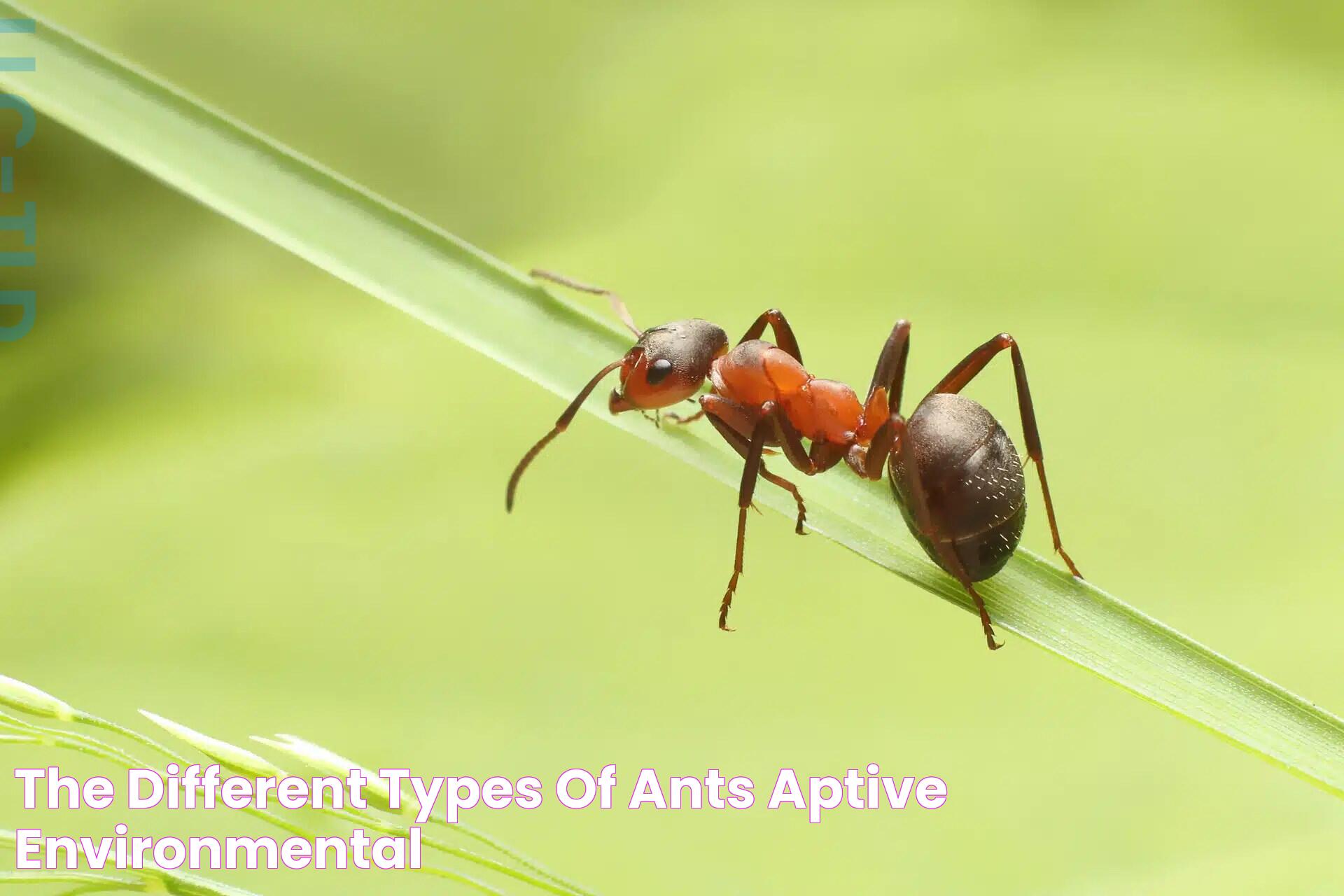 The Different Types of Ants Aptive Environmental