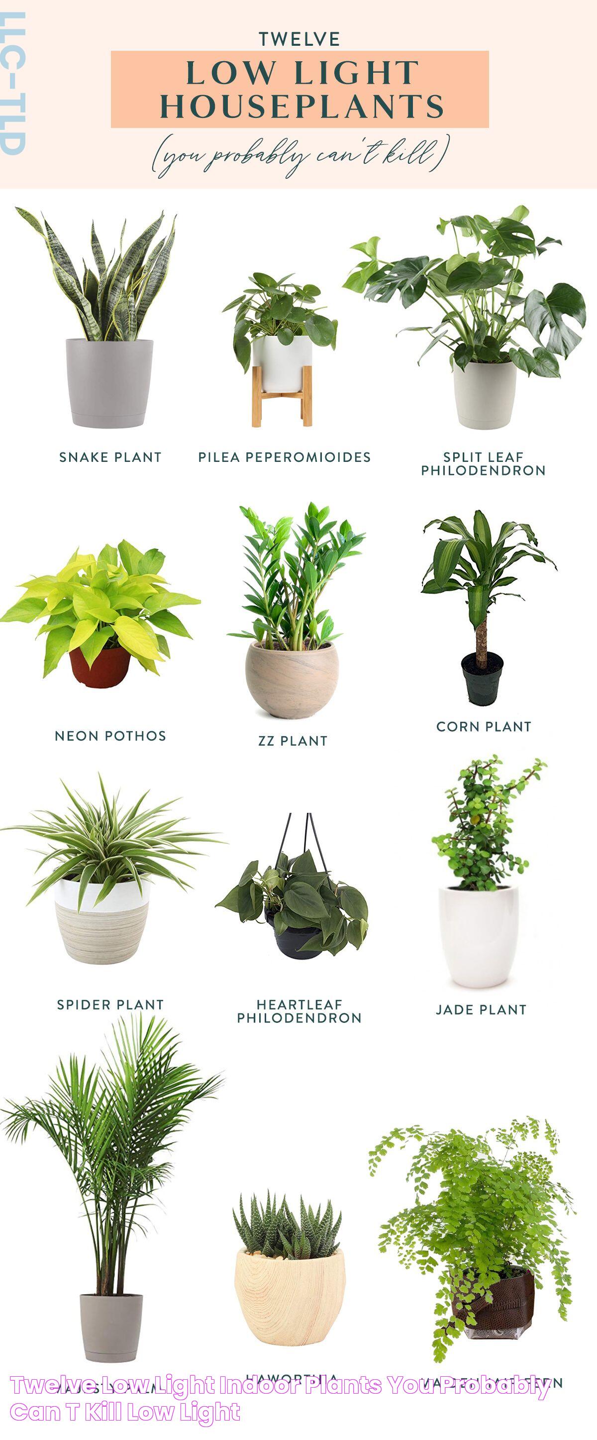 Indoor Plants: Nurturing Nature Within Your Home