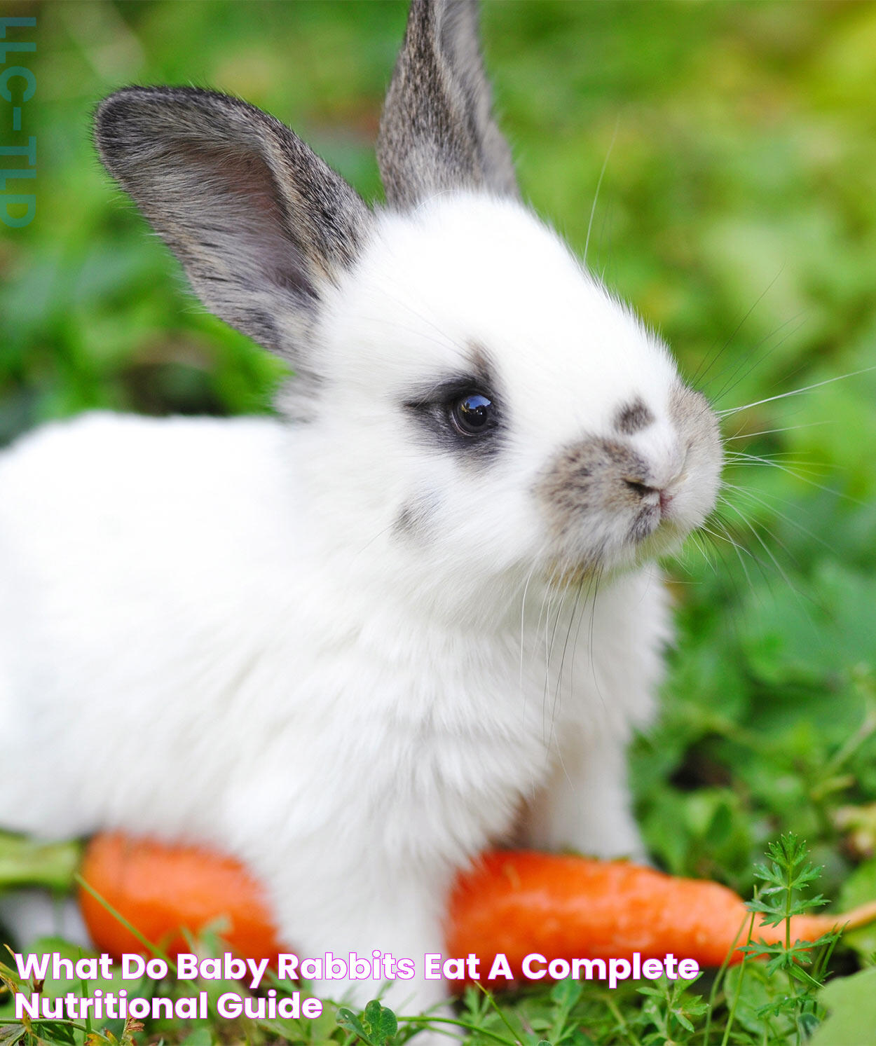 Ultimate Guide To Baby Rabbit Nutrition: What Do Baby Rabbits Eat?