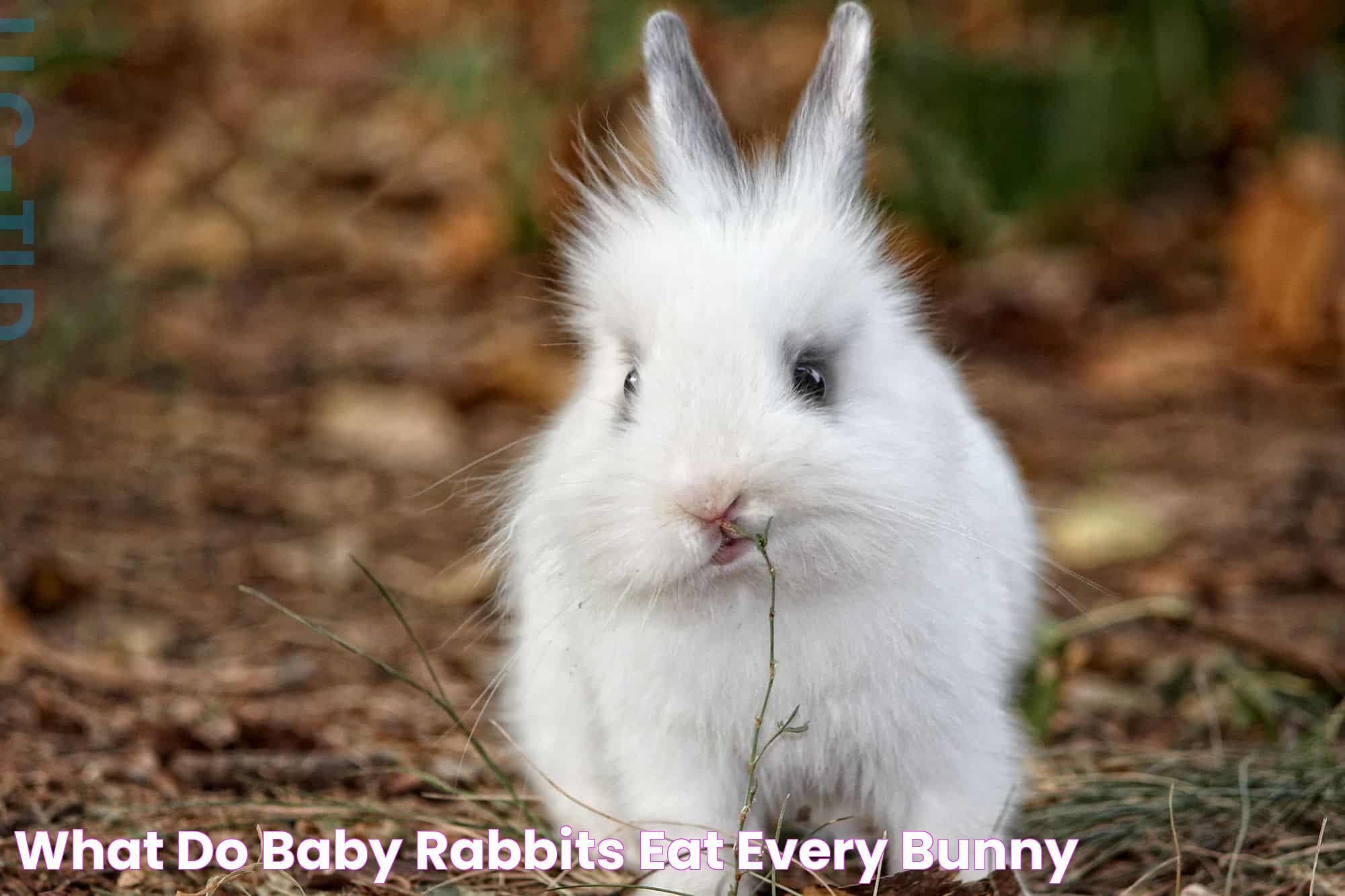 What Do Baby Rabbits Eat? Every Bunny