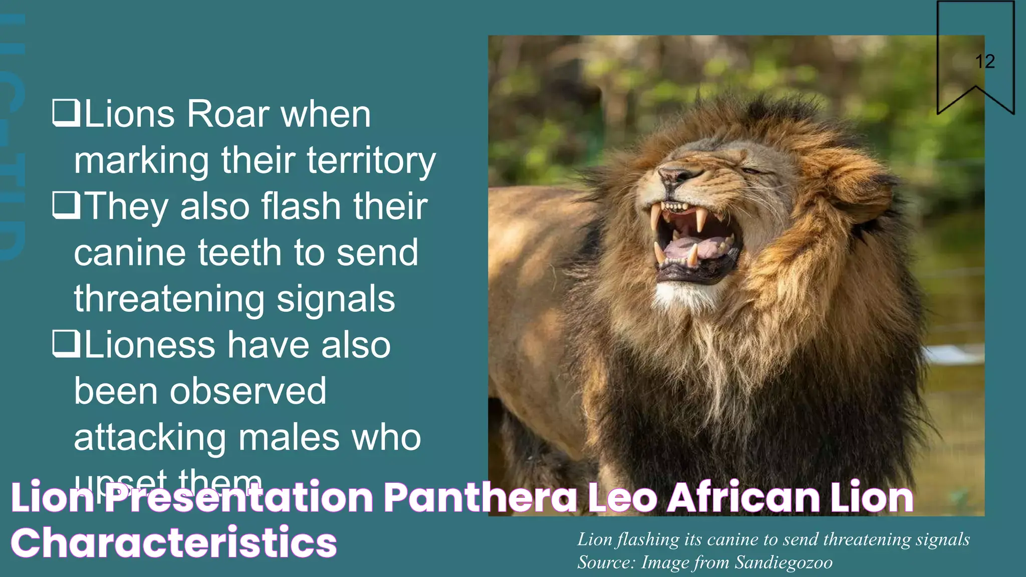 Lion Presentation Panthera Leo (African Lion) Characteristics