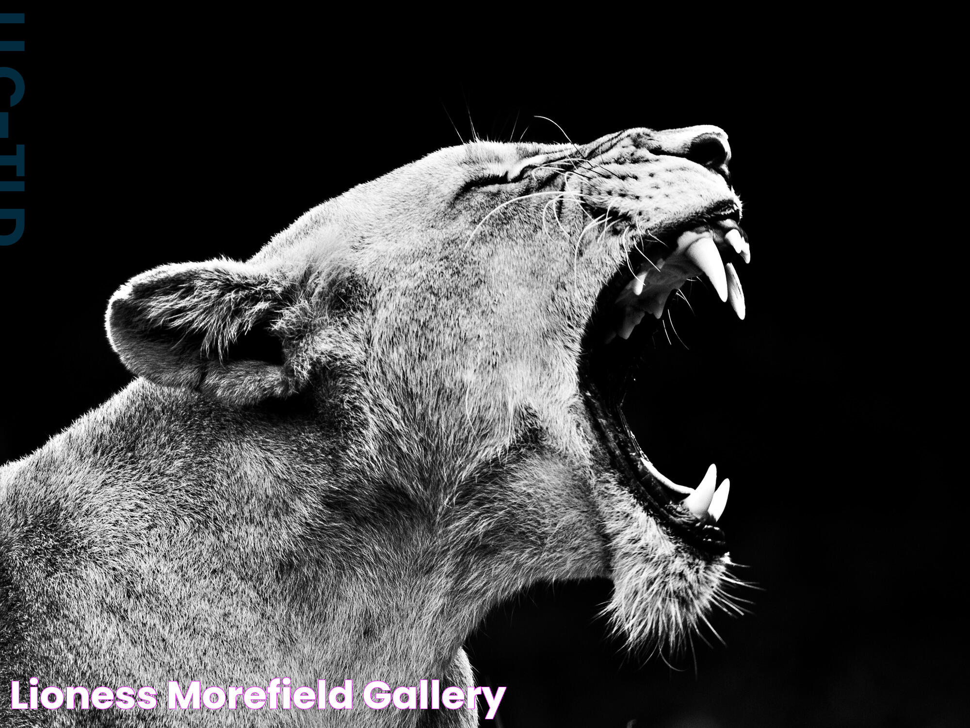 Lioness Morefield Gallery