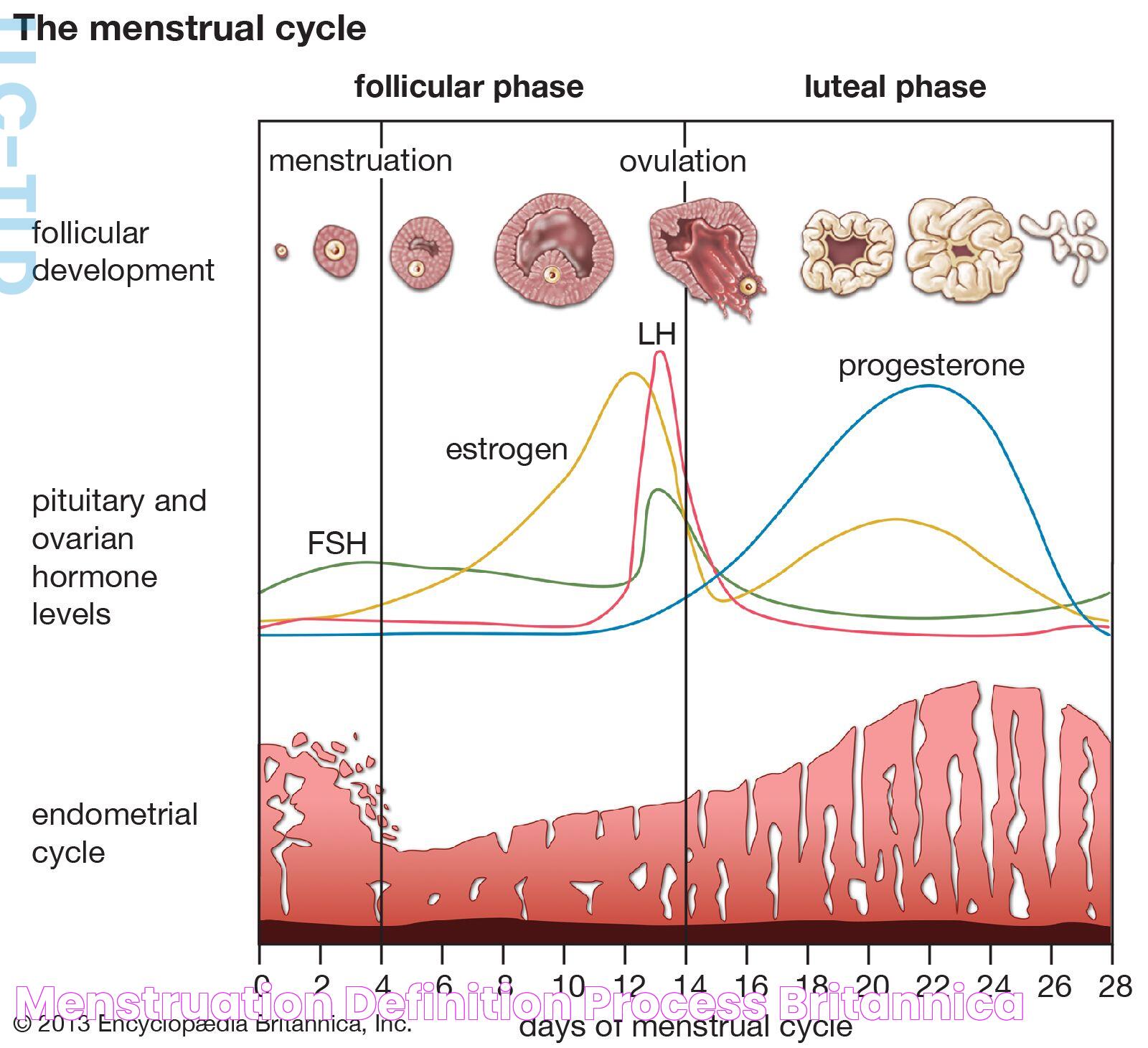 The Evolution Of Menstrual Practices: Menstruation Throughout History