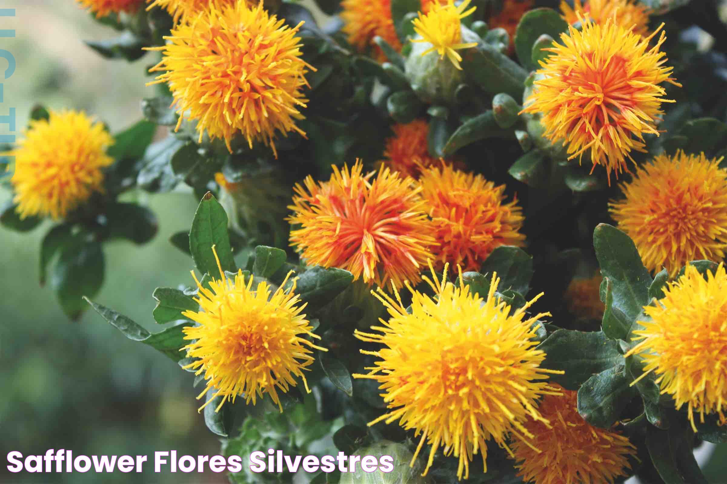 Marvelous Safflower Images: A Visual Delight And Their Significance