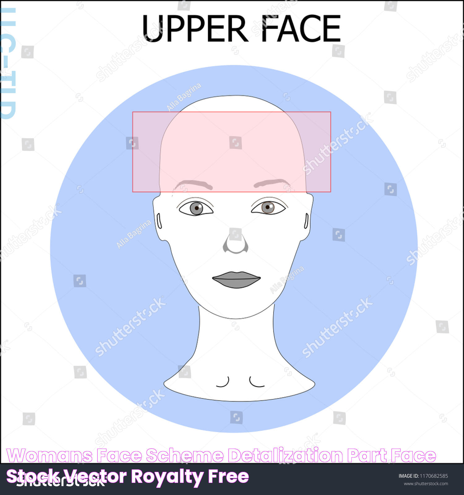 Womans Face Scheme Detalization Part Face Stock Vector (Royalty Free