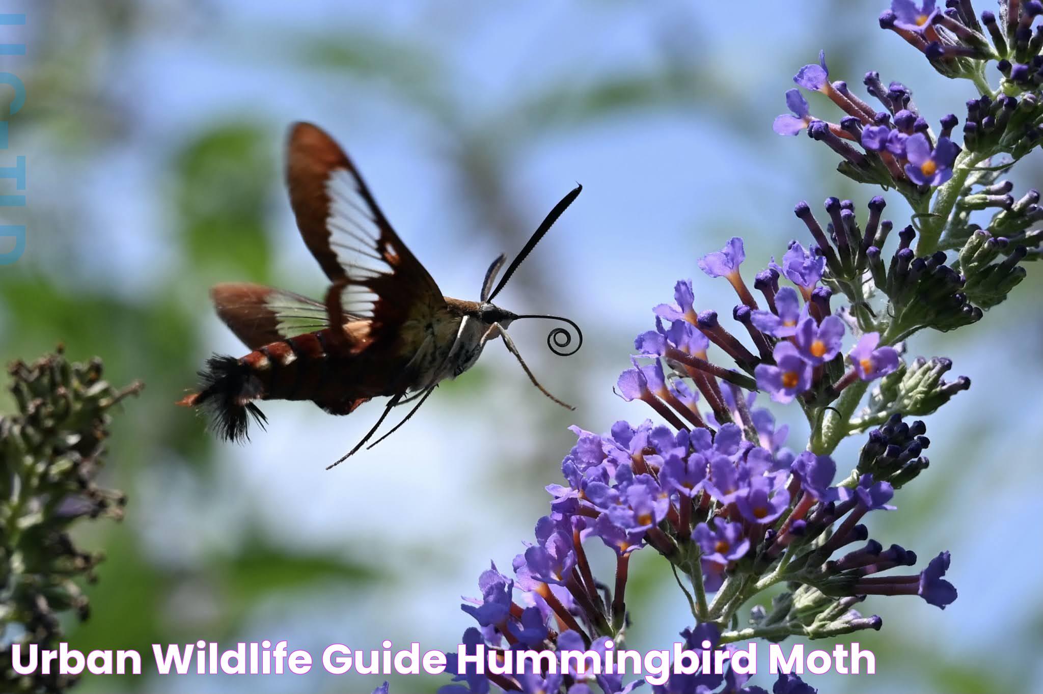 Urban Wildlife Guide Hummingbird Moth