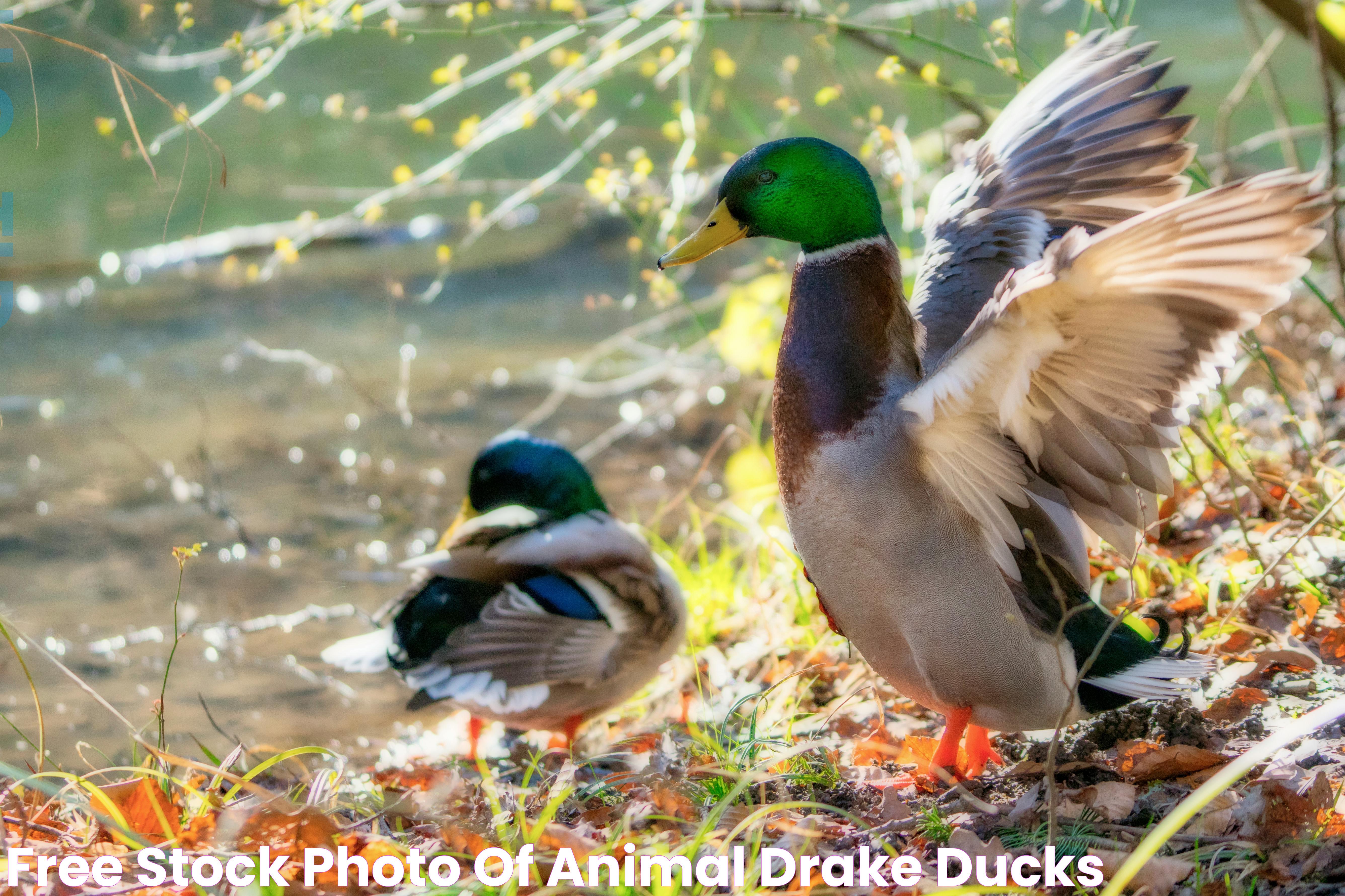 Drake Animal: Intriguing Insights Into The Lesser-Known Species