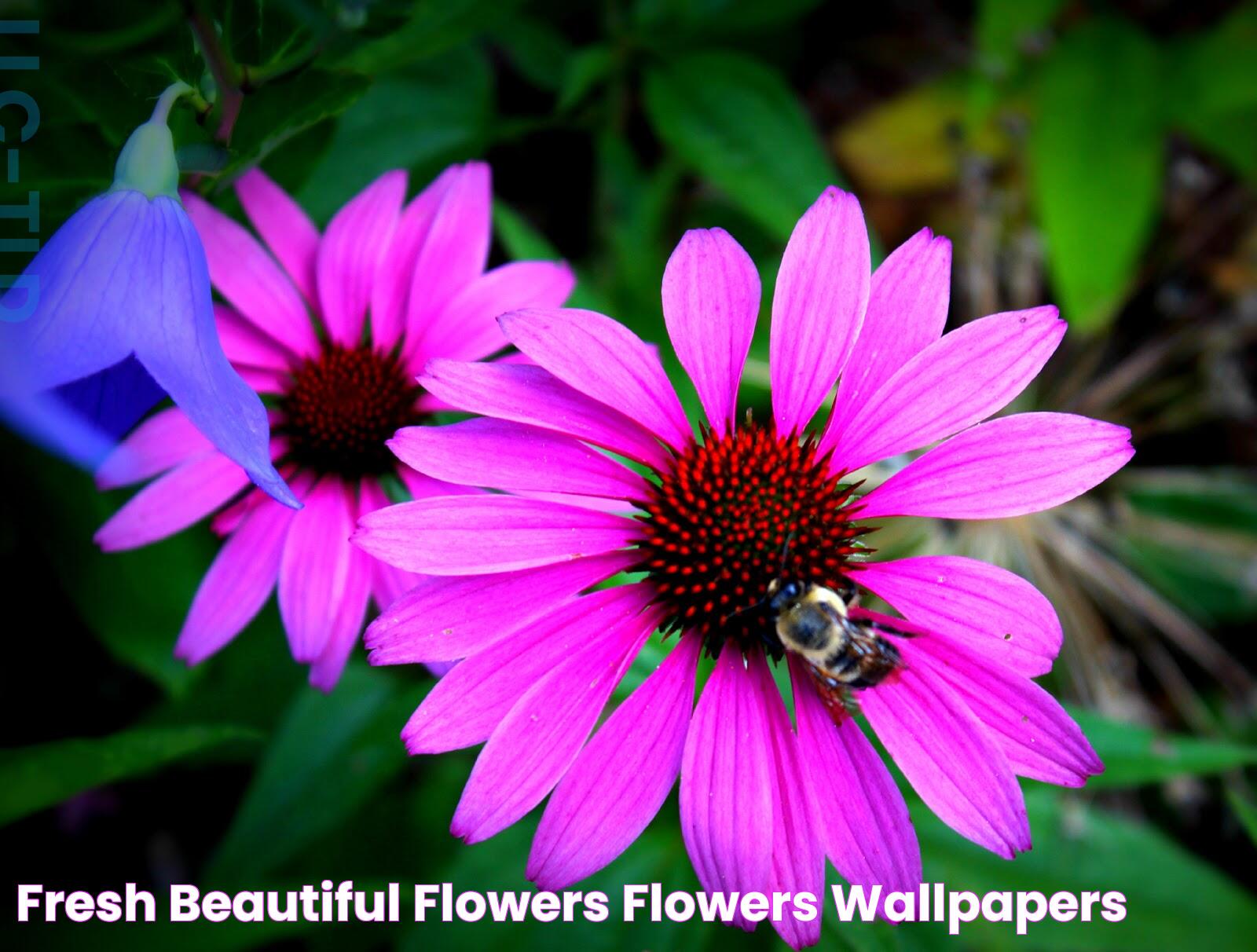 Fresh Beautiful Flowers Flowers Wallpapers