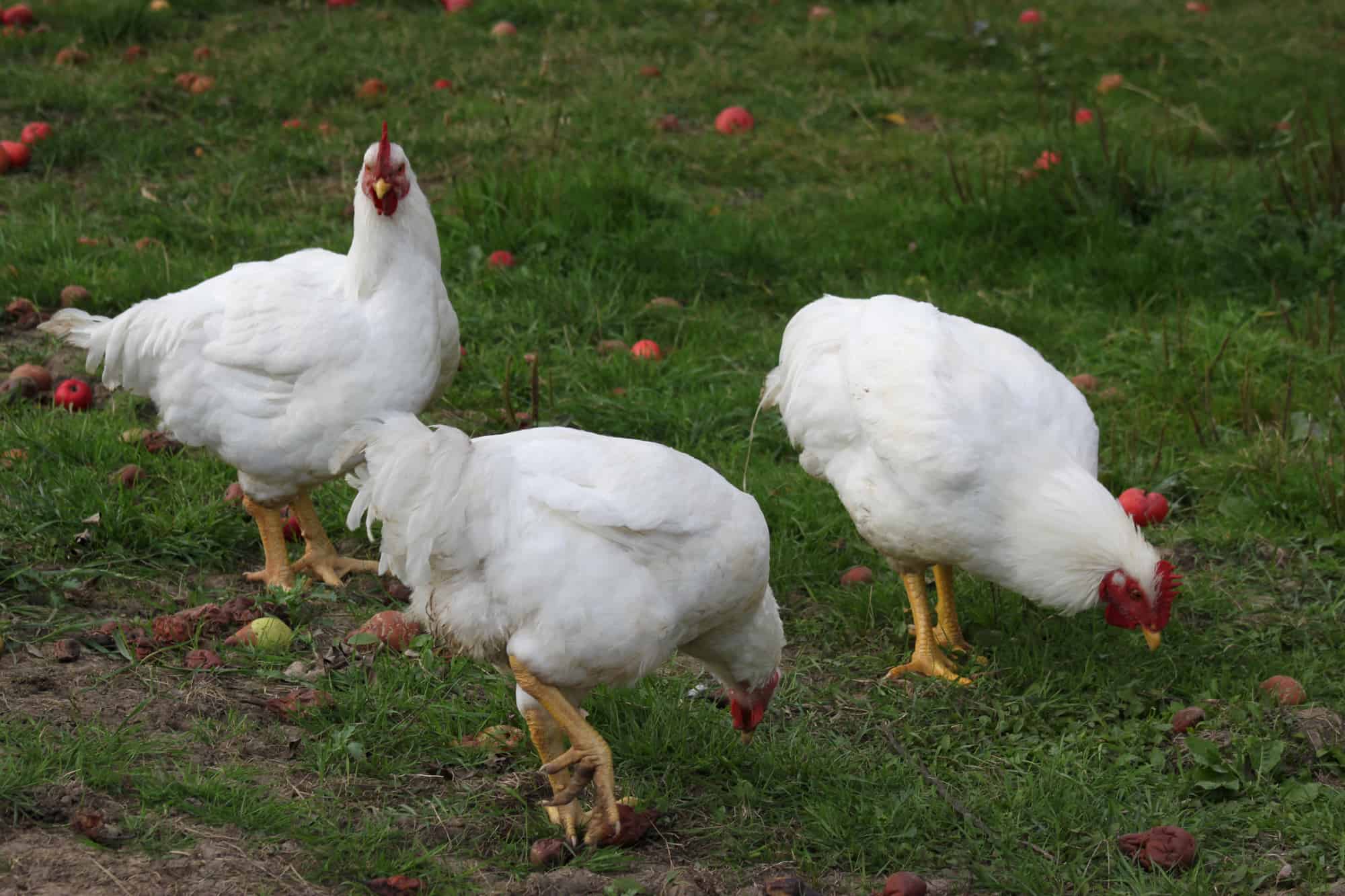 Can Chickens Eat Crab Apples? Benefits And Considerations