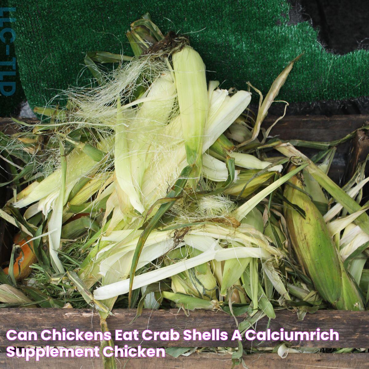 Can Chickens Eat Crab Shells? (A CalciumRich Supplement) Chicken