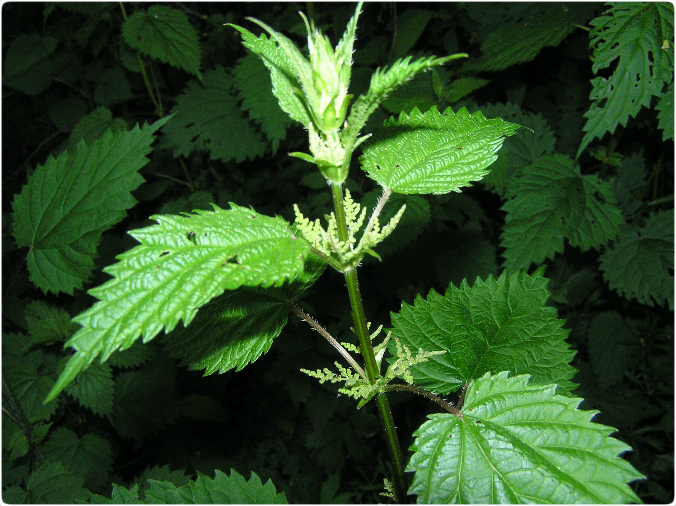 Stinging Nettle Frequently Asked Questions (FAQ) Wolf Camp