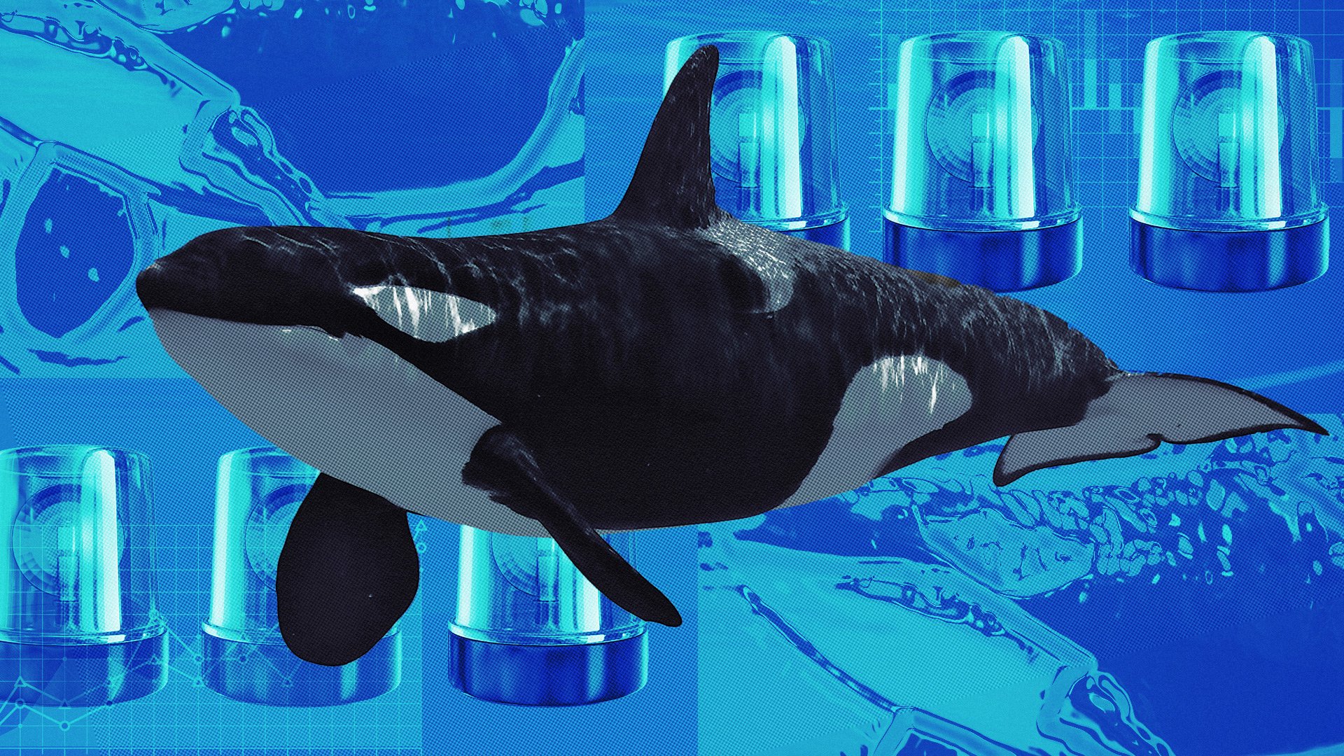 The Scoop A Conversation with Whale Alert Crypto Twitter Watchdog