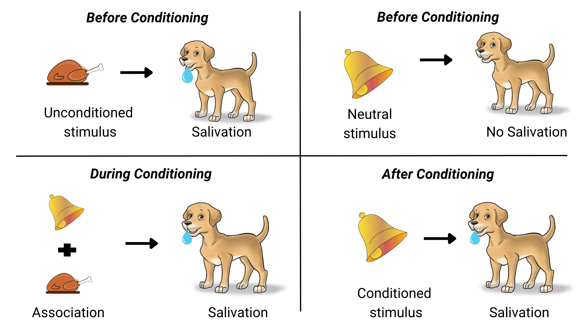 Classical Conditioning Pavlov's Dog Experiment